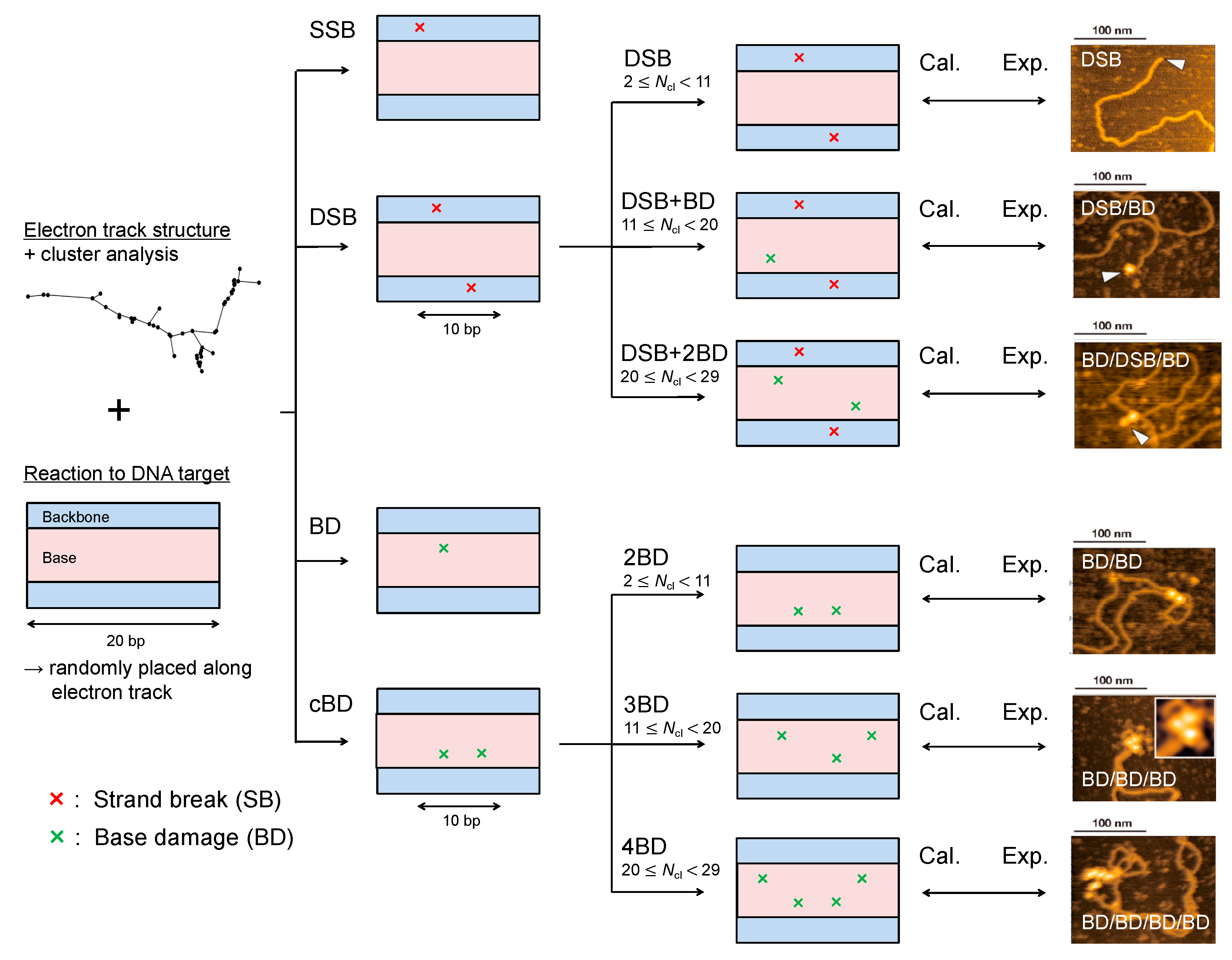 Ijms 21 01701 g005 Ijms 21 01701 g005