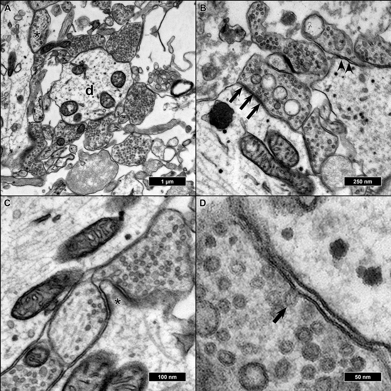 Ijms 21 01708 g006 Ijms 21 01708 g006