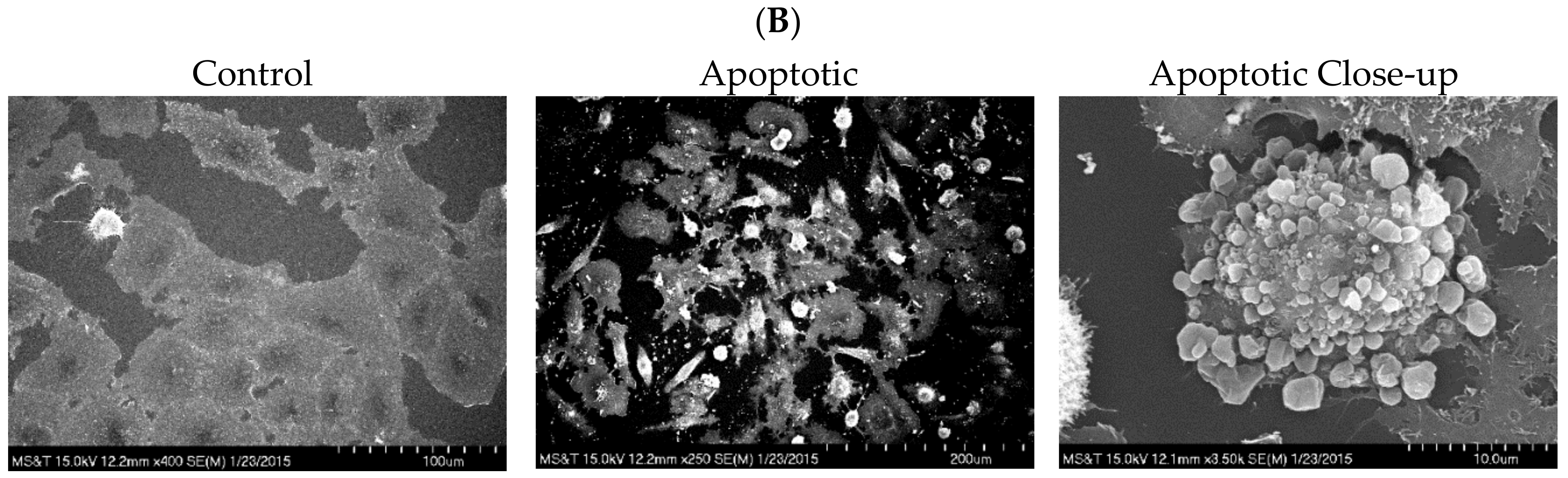 Ijms 21 01731 g003b Ijms 21 01731 g003b