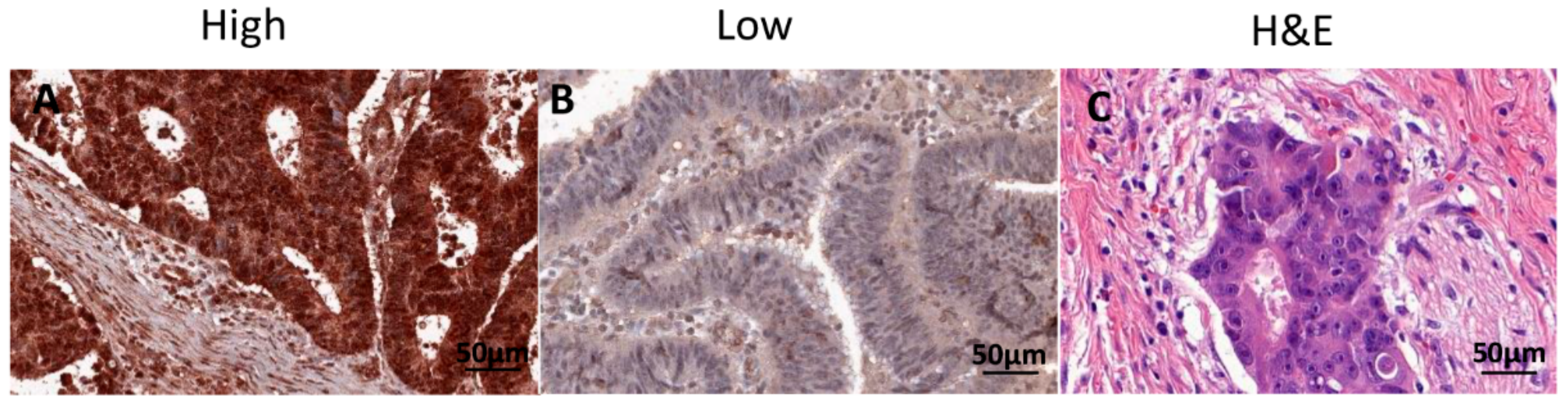 Ijms 21 01768 g001 Ijms 21 01768 g001