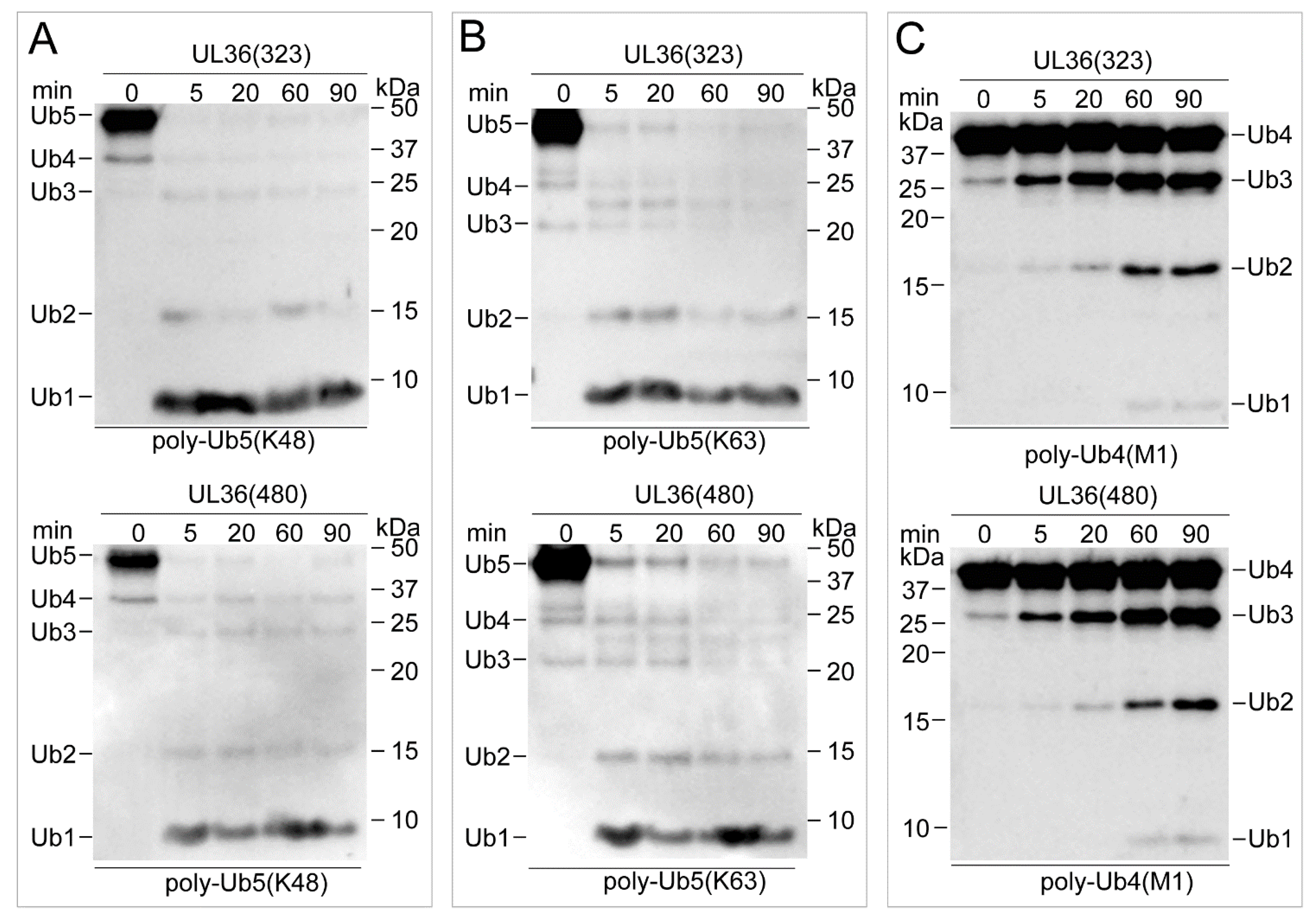 Ijms 21 01783 g004 Ijms 21 01783 g004