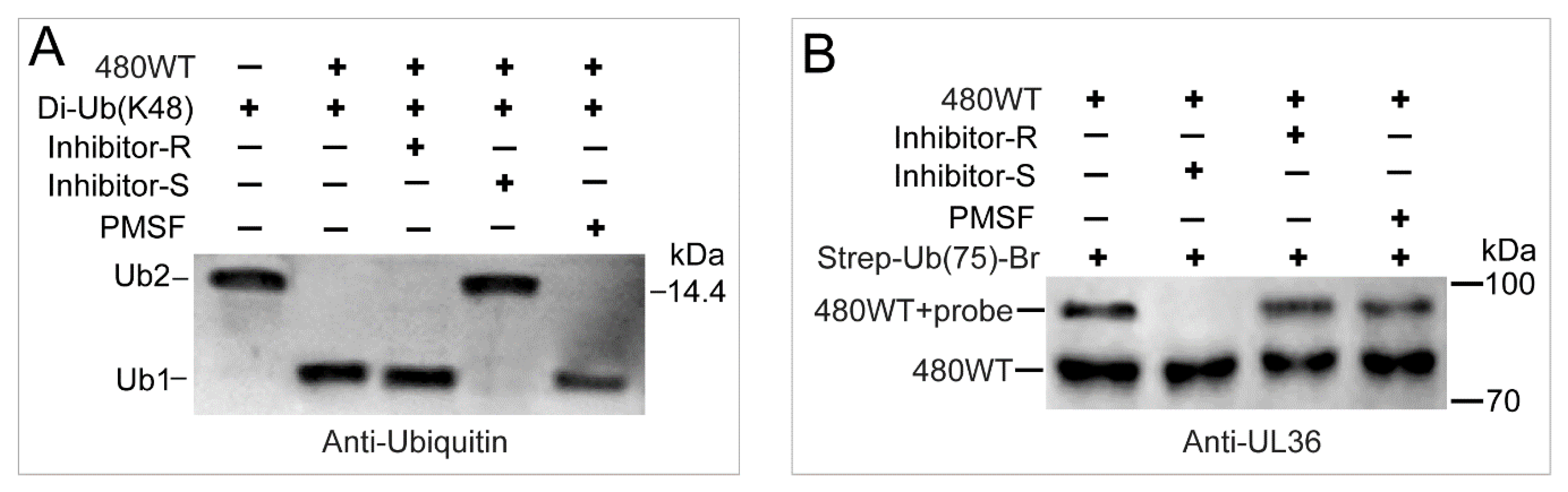 Ijms 21 01783 g009 Ijms 21 01783 g009