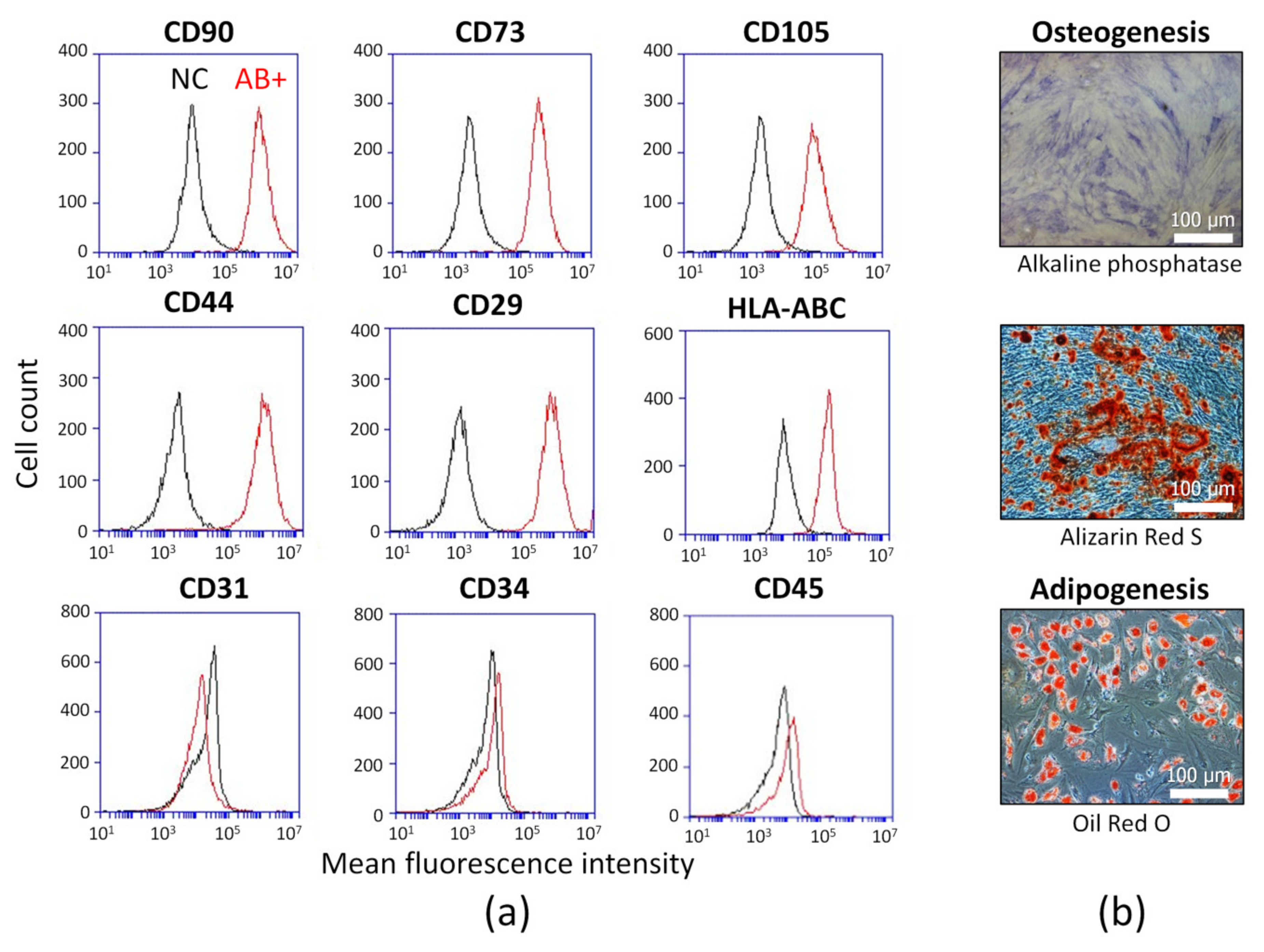 Ijms 21 01802 g001 Ijms 21 01802 g001