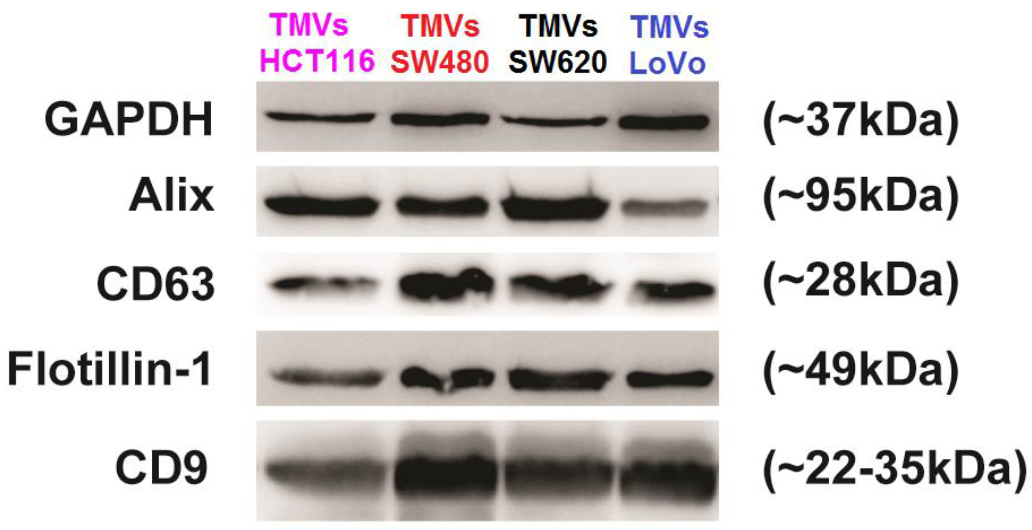 Ijms 21 01826 g001 Ijms 21 01826 g001