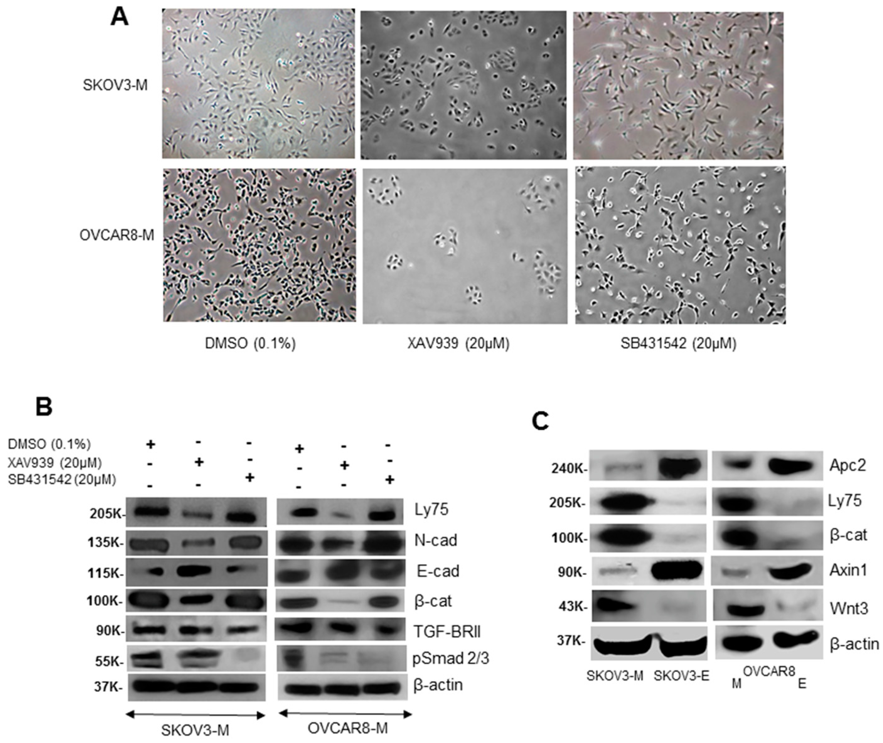 Ijms 21 01848 g004 Ijms 21 01848 g004