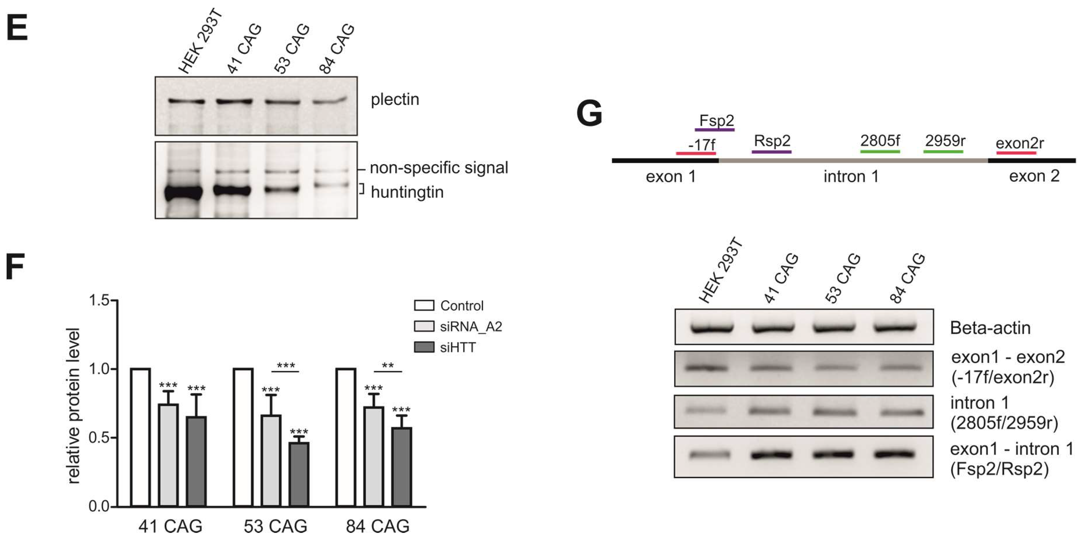 Ijms 21 01854 g001b Ijms 21 01854 g001b