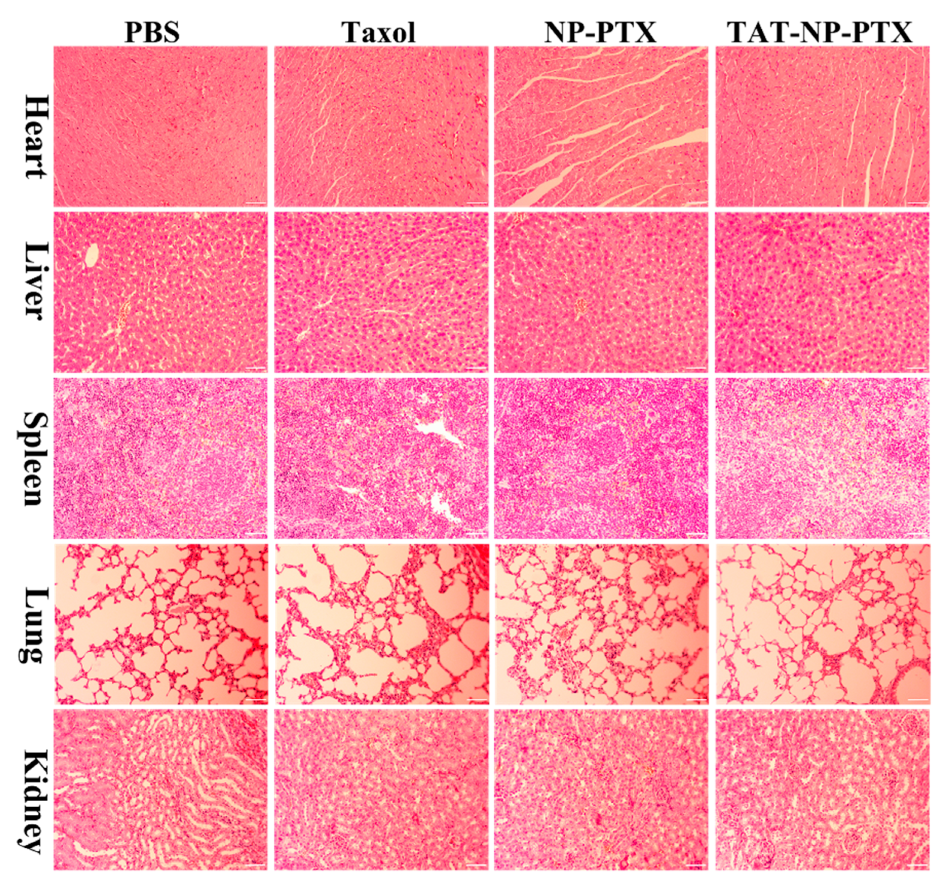Ijms 21 01856 g006 Ijms 21 01856 g006