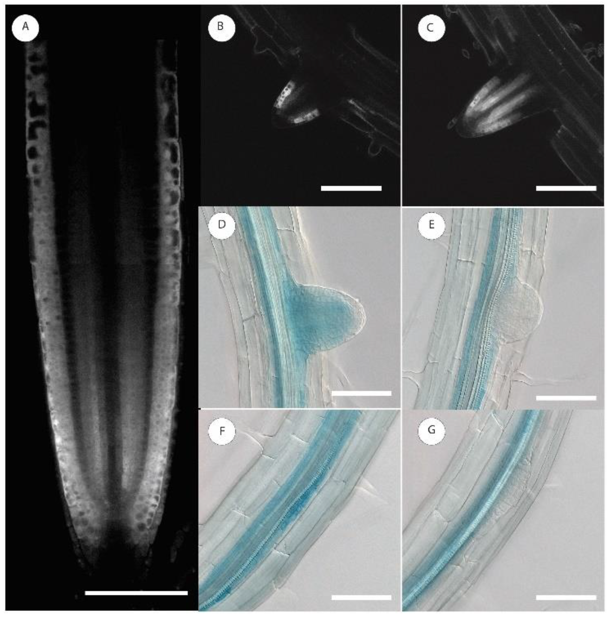 Ijms 21 01886 g001 Ijms 21 01886 g001