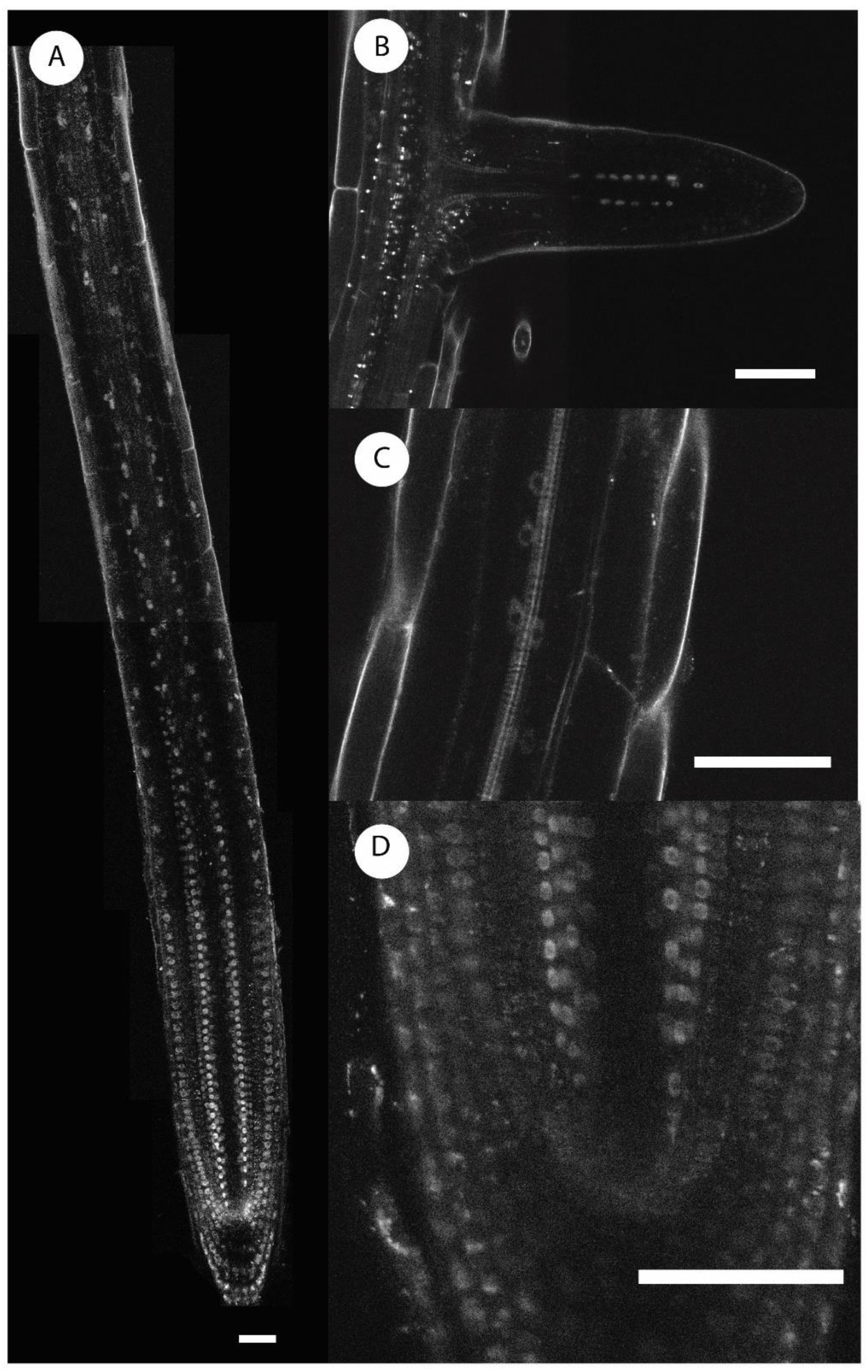 Ijms 21 01886 g002 Ijms 21 01886 g002