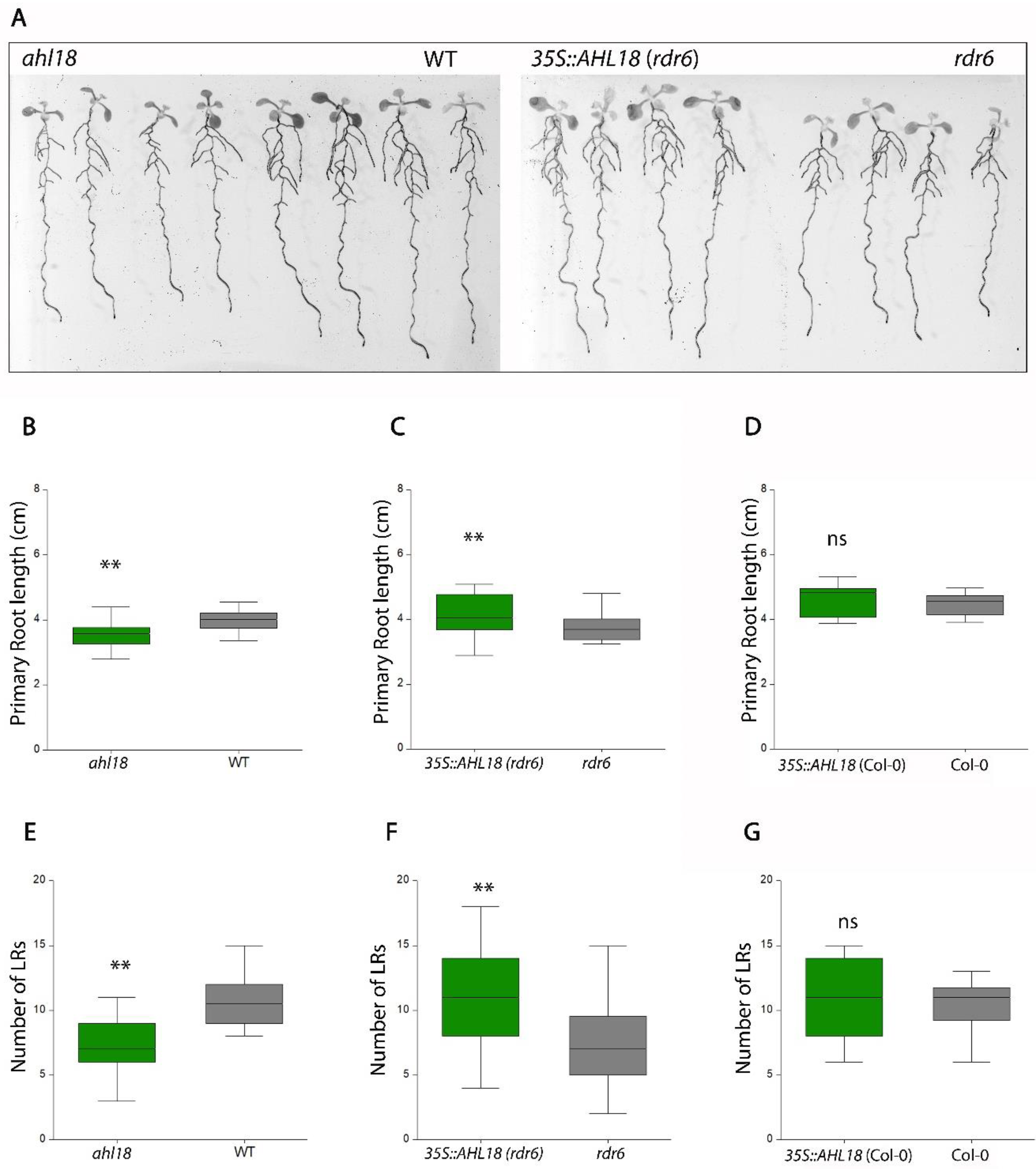 Ijms 21 01886 g003 Ijms 21 01886 g003