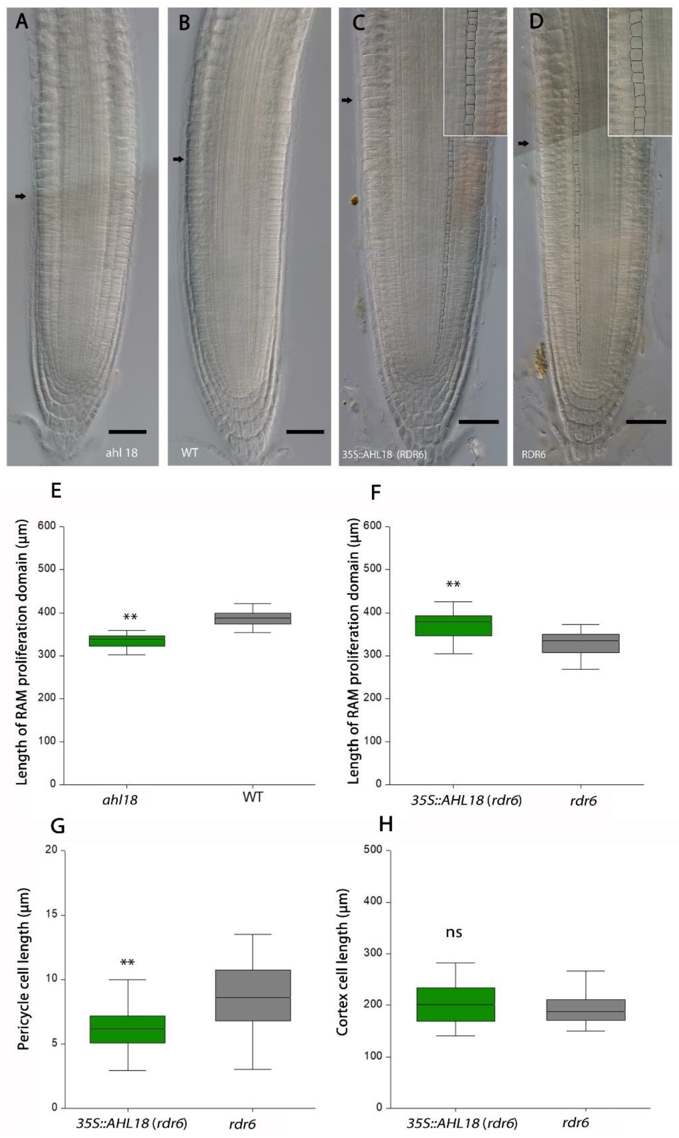 Ijms 21 01886 g005 Ijms 21 01886 g005
