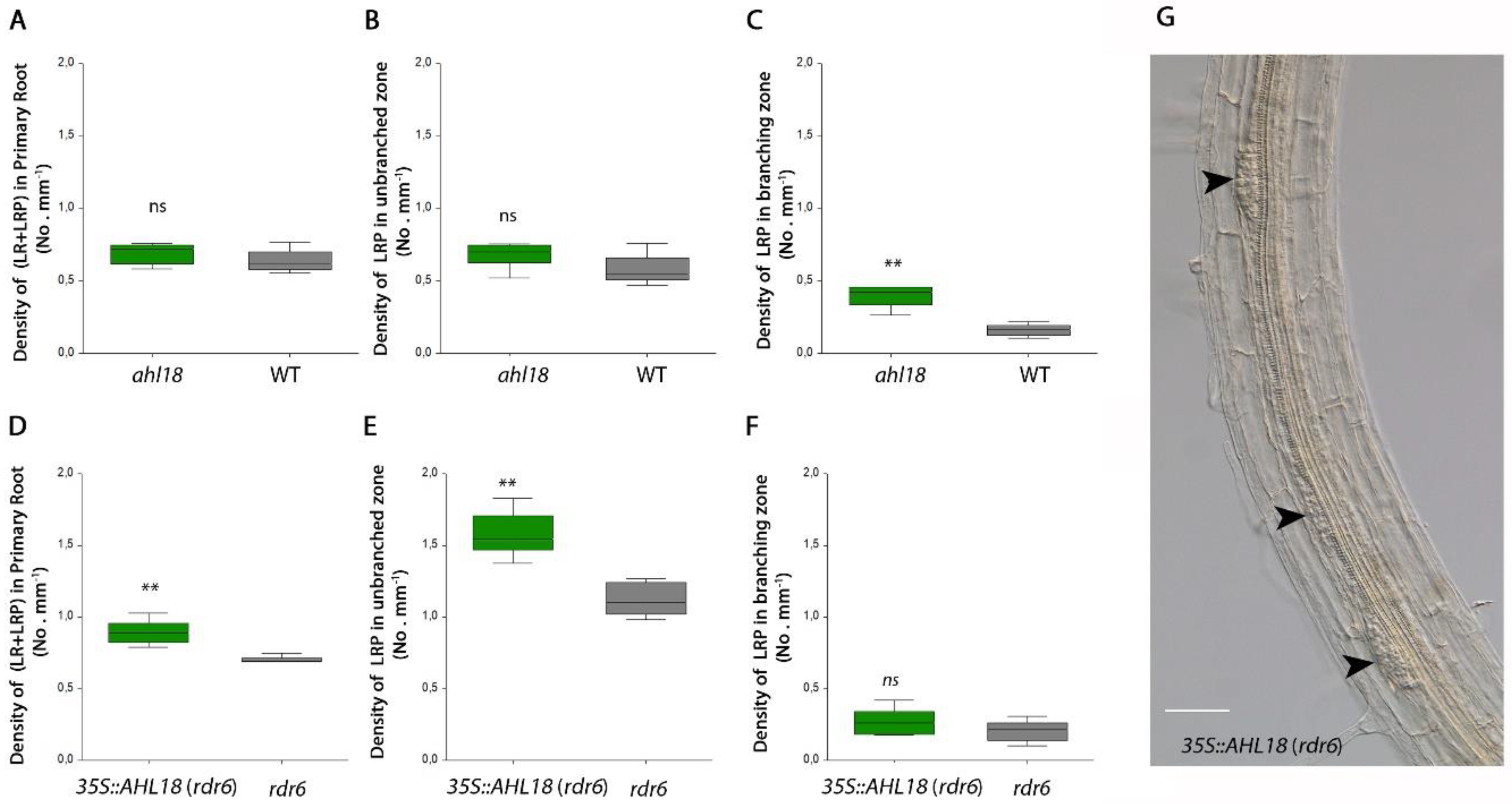 Ijms 21 01886 g008 Ijms 21 01886 g008