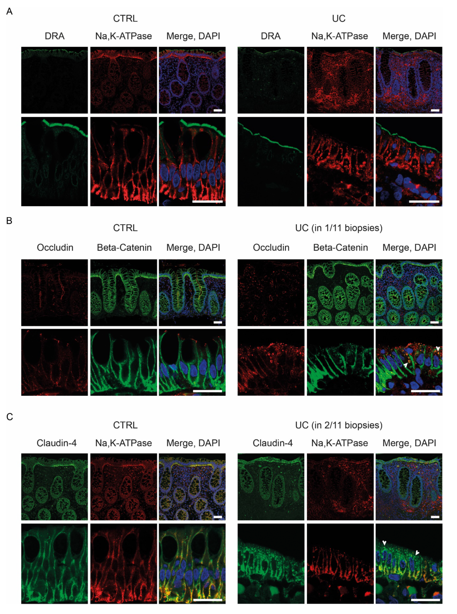 Ijms 21 01887 g004 Ijms 21 01887 g004