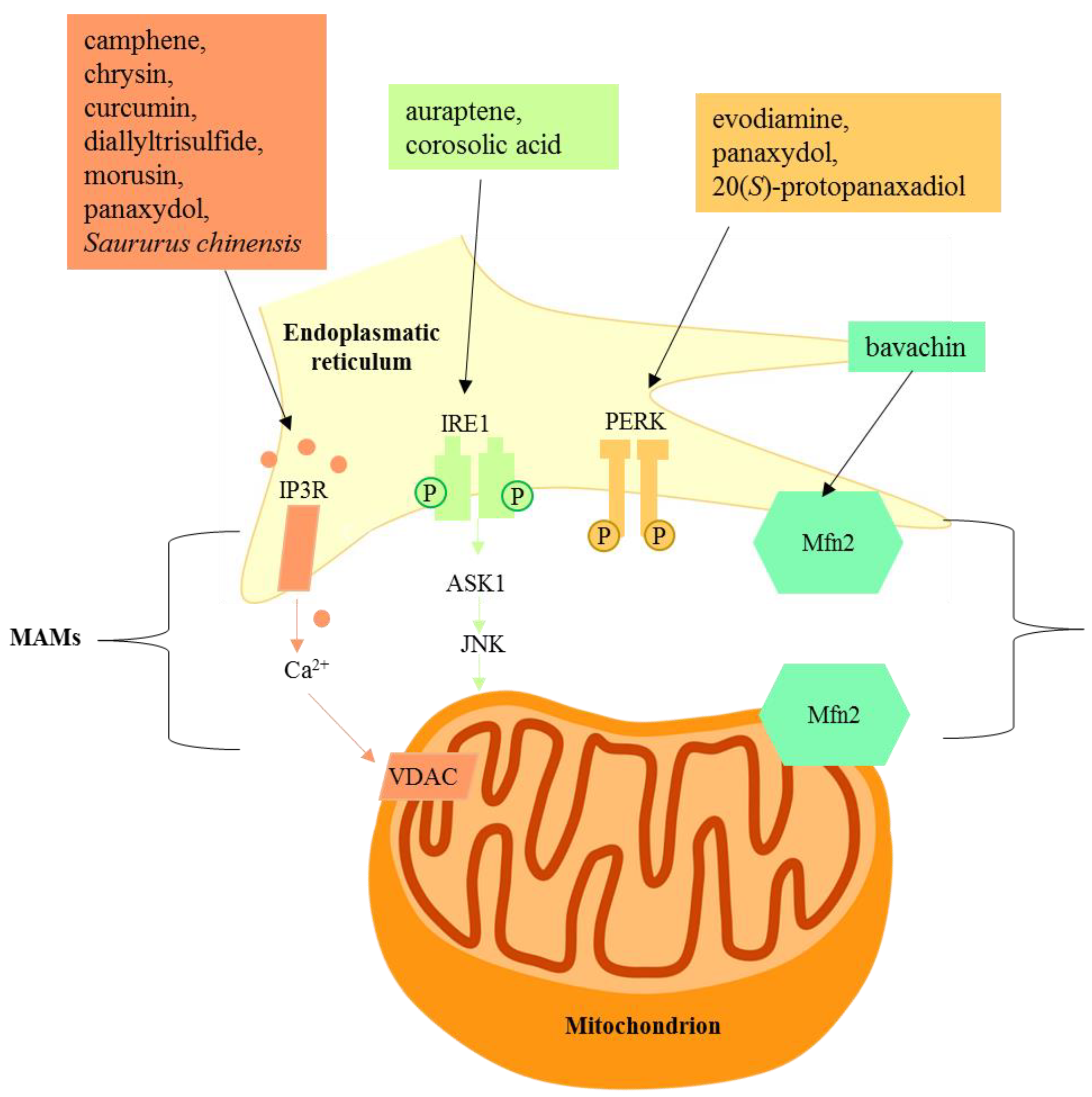 Ijms 21 01905 g003 Ijms 21 01905 g003