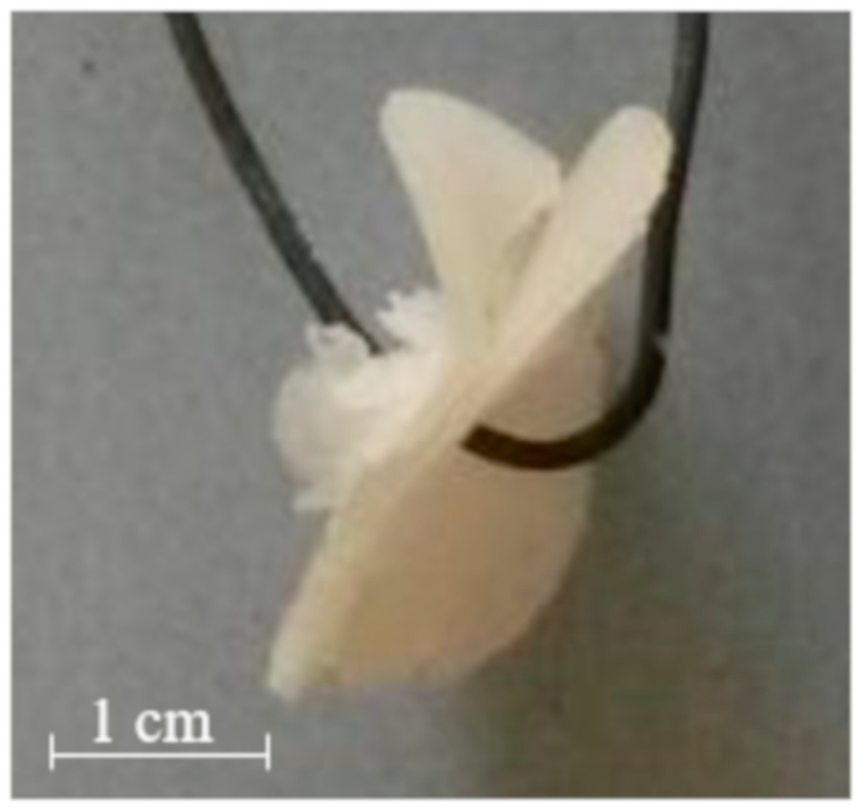 Ijms 21 01917 g003 Ijms 21 01917 g003