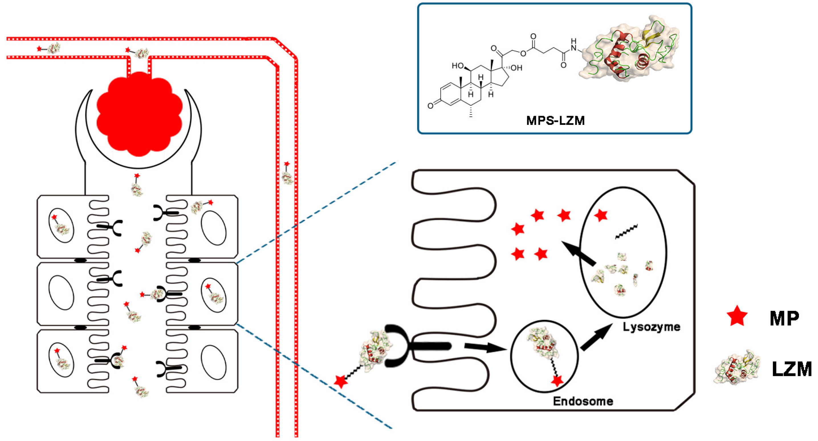 Ijms 21 01922 g001 Ijms 21 01922 g001