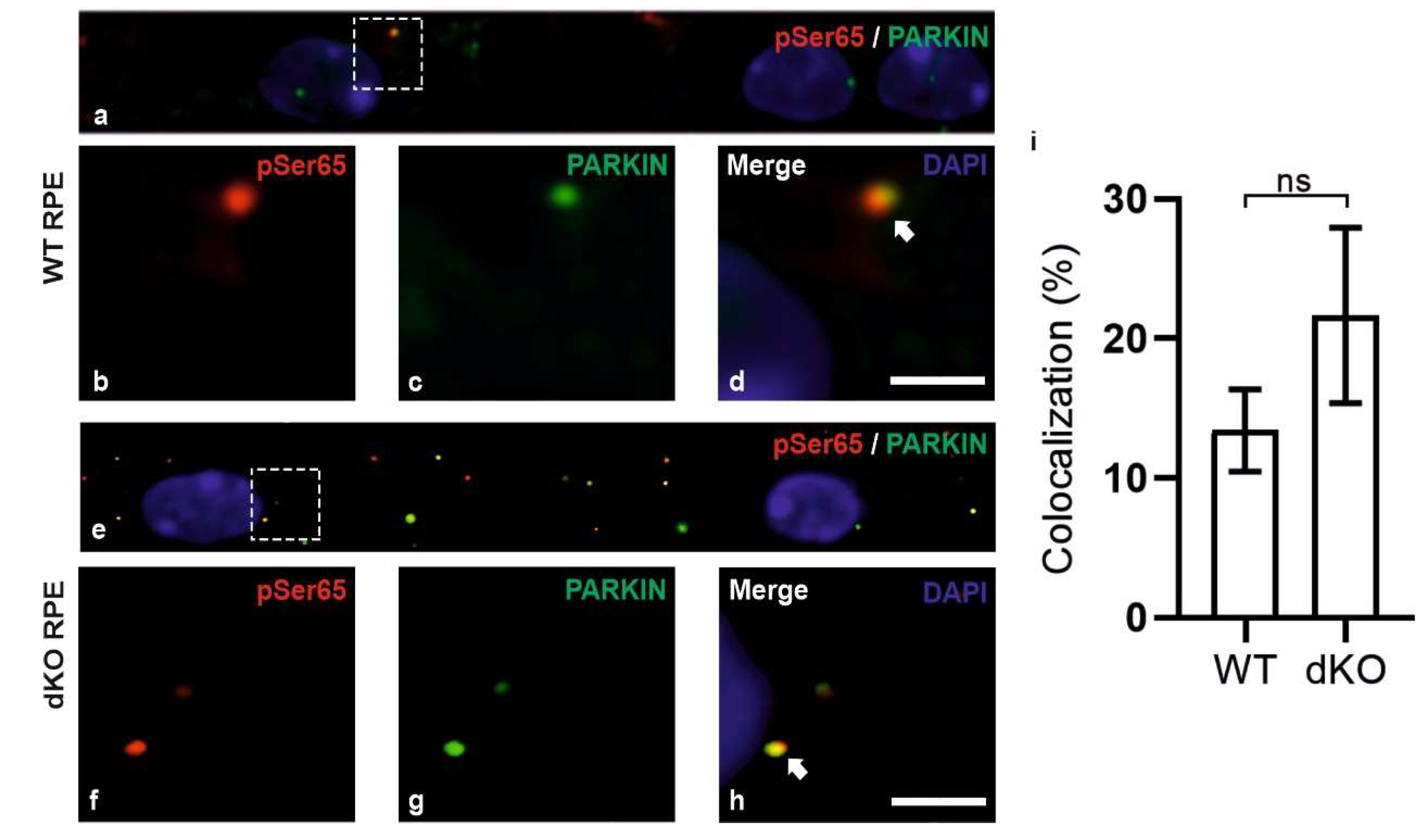 Ijms 21 01976 g004 Ijms 21 01976 g004