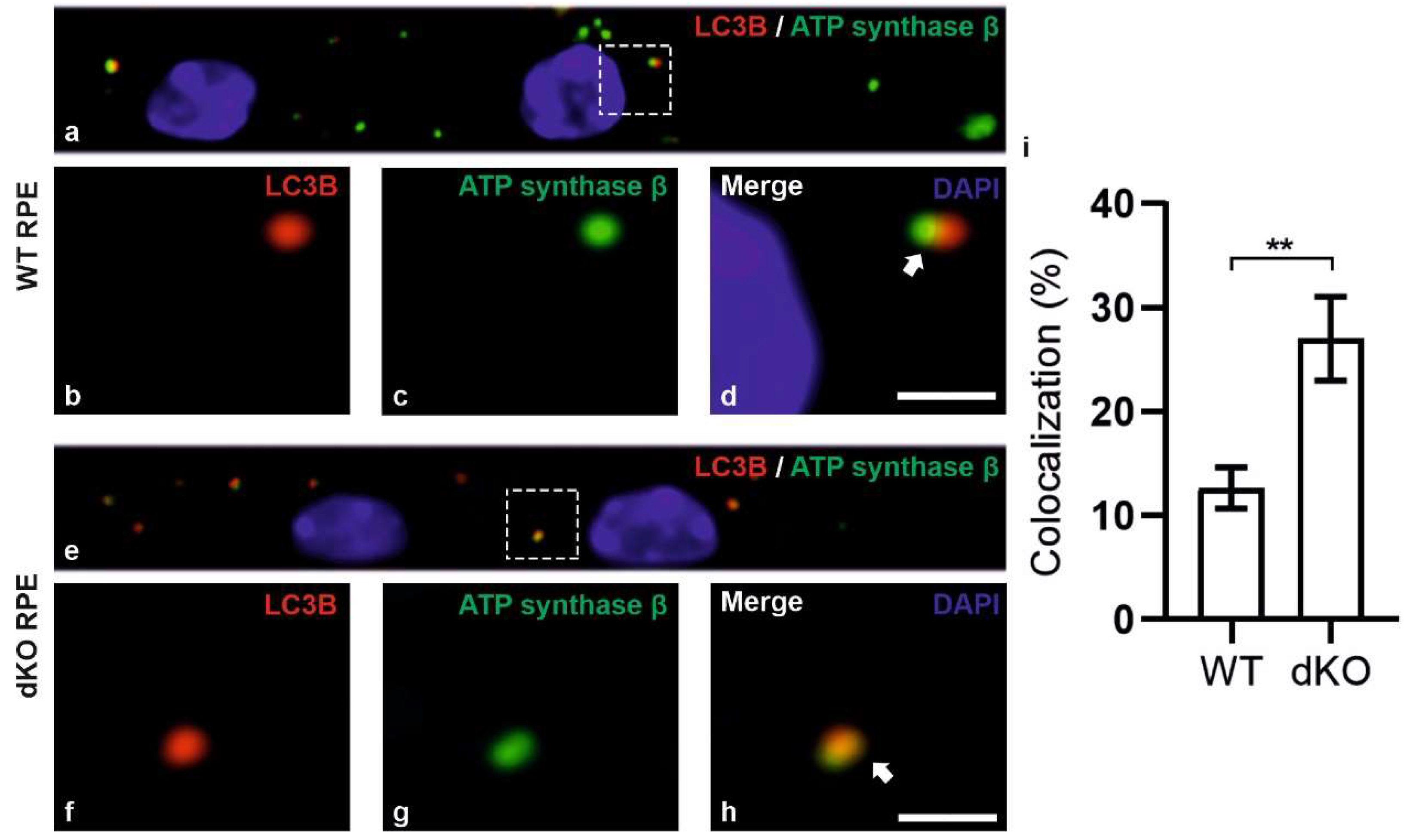 Ijms 21 01976 g005 Ijms 21 01976 g005
