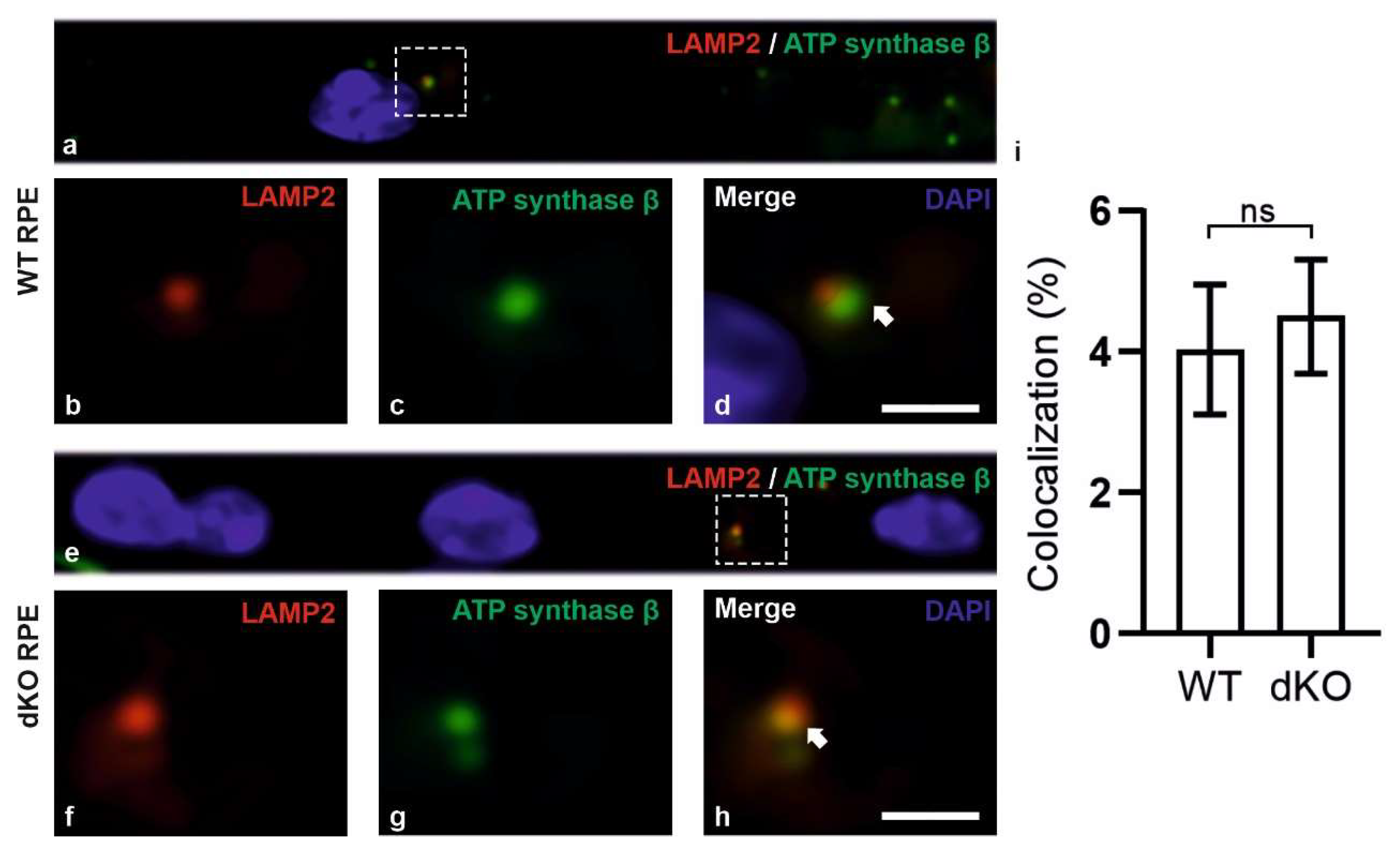 Ijms 21 01976 g006 Ijms 21 01976 g006