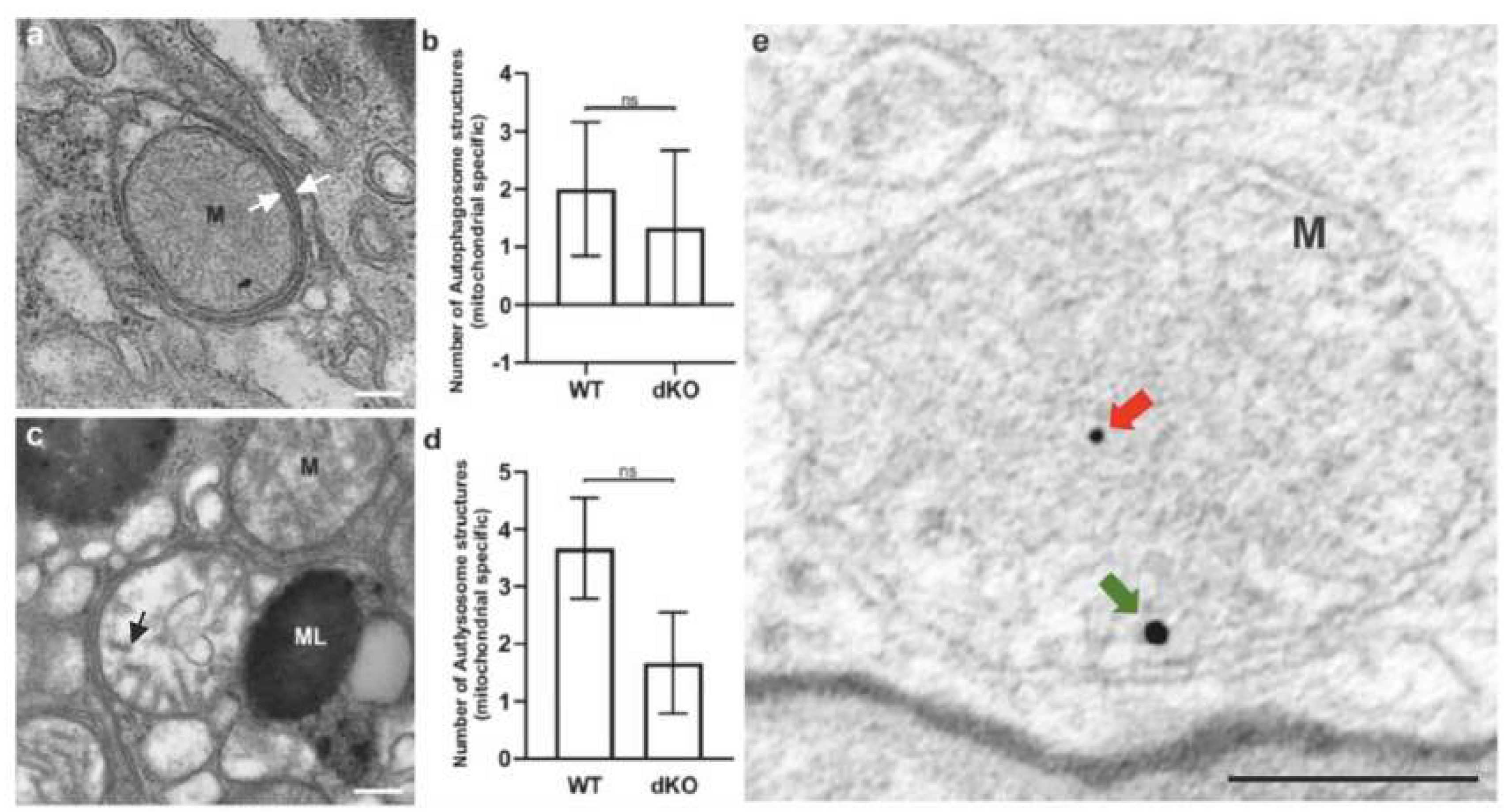 Ijms 21 01976 g007 Ijms 21 01976 g007