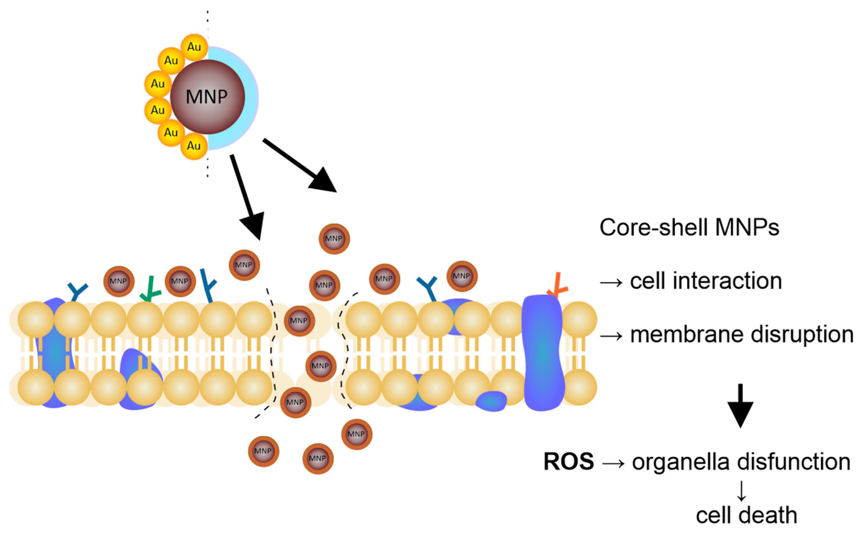Ijms 21 01979 g002 Ijms 21 01979 g002