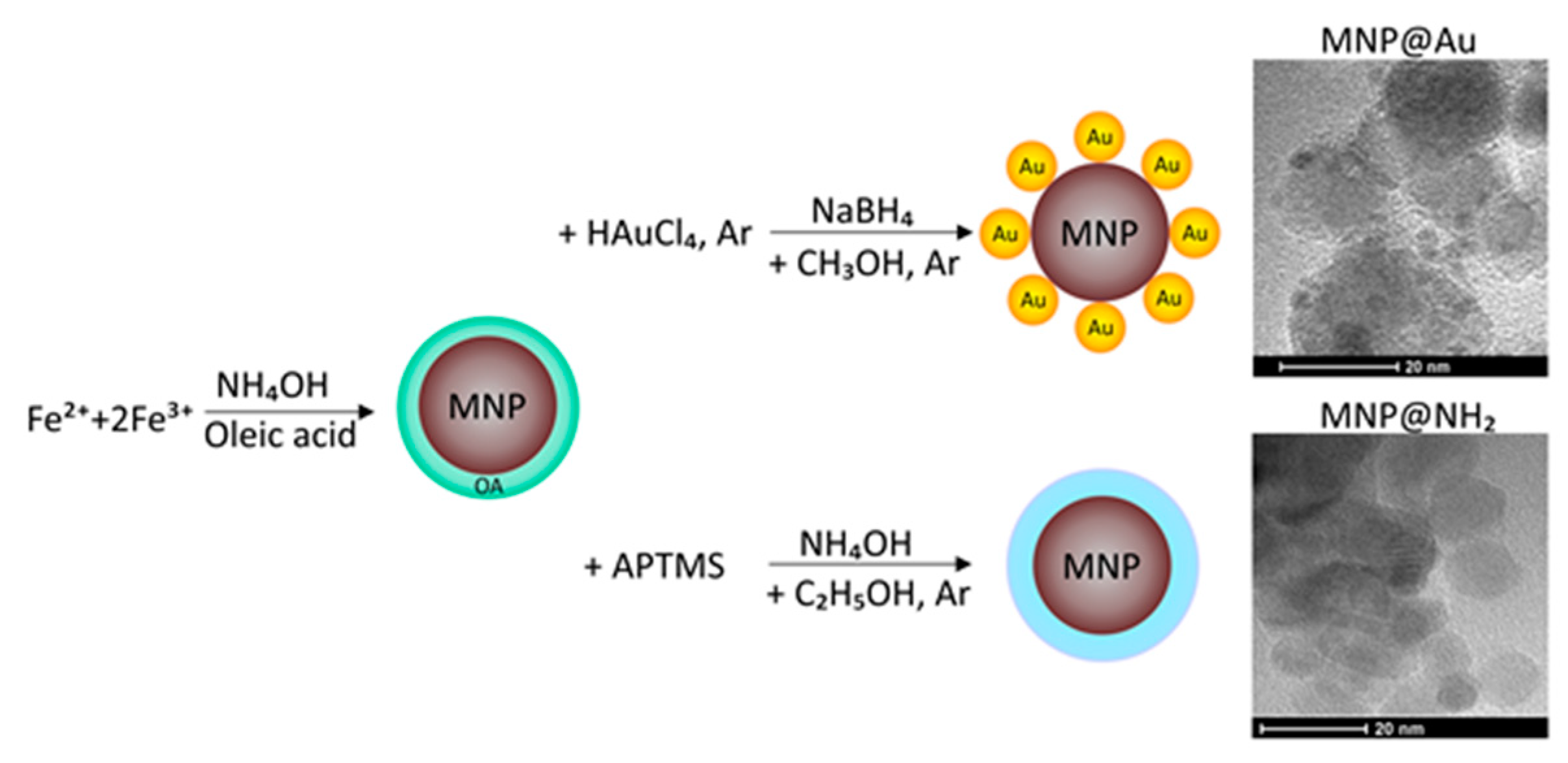 Ijms 21 01979 g008 Ijms 21 01979 g008