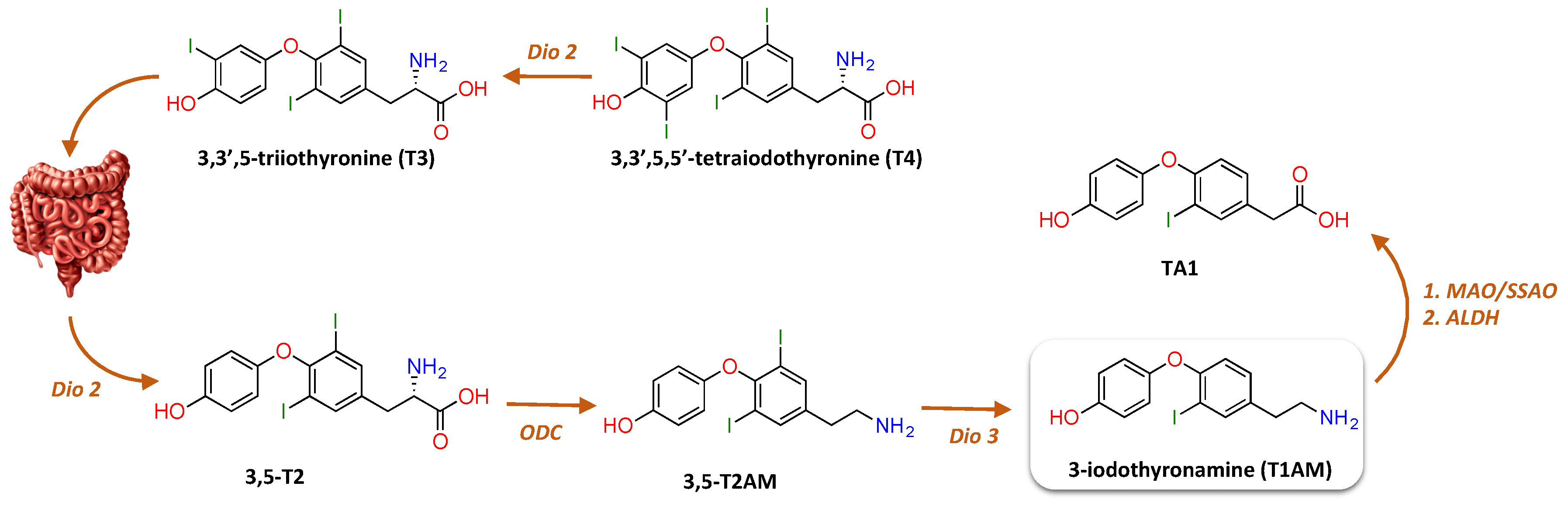 Ijms 21 02005 g002 Ijms 21 02005 g002