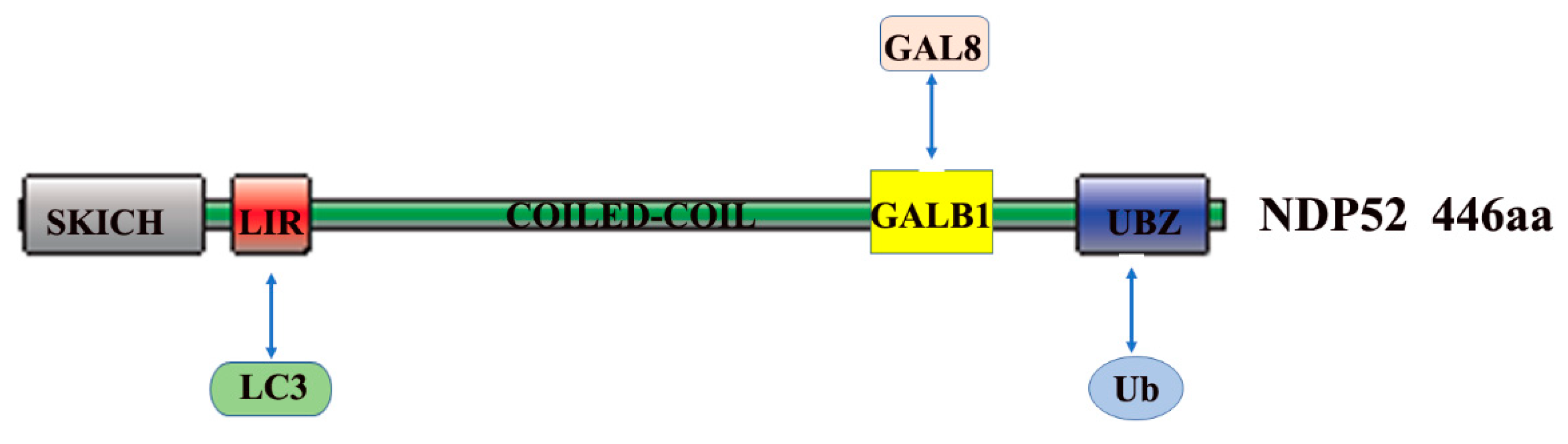 Ijms 21 02008 g002 Ijms 21 02008 g002