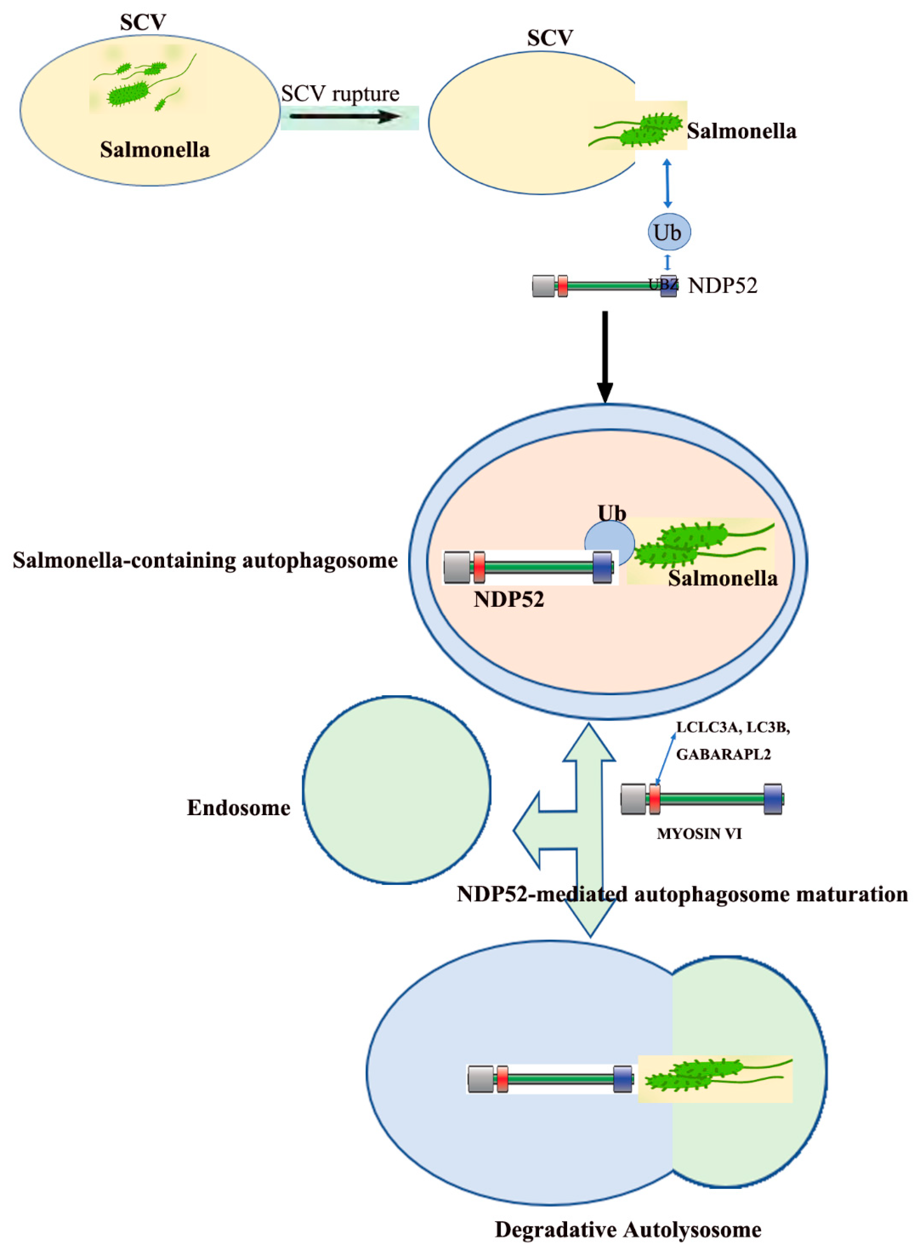Ijms 21 02008 g003 Ijms 21 02008 g003