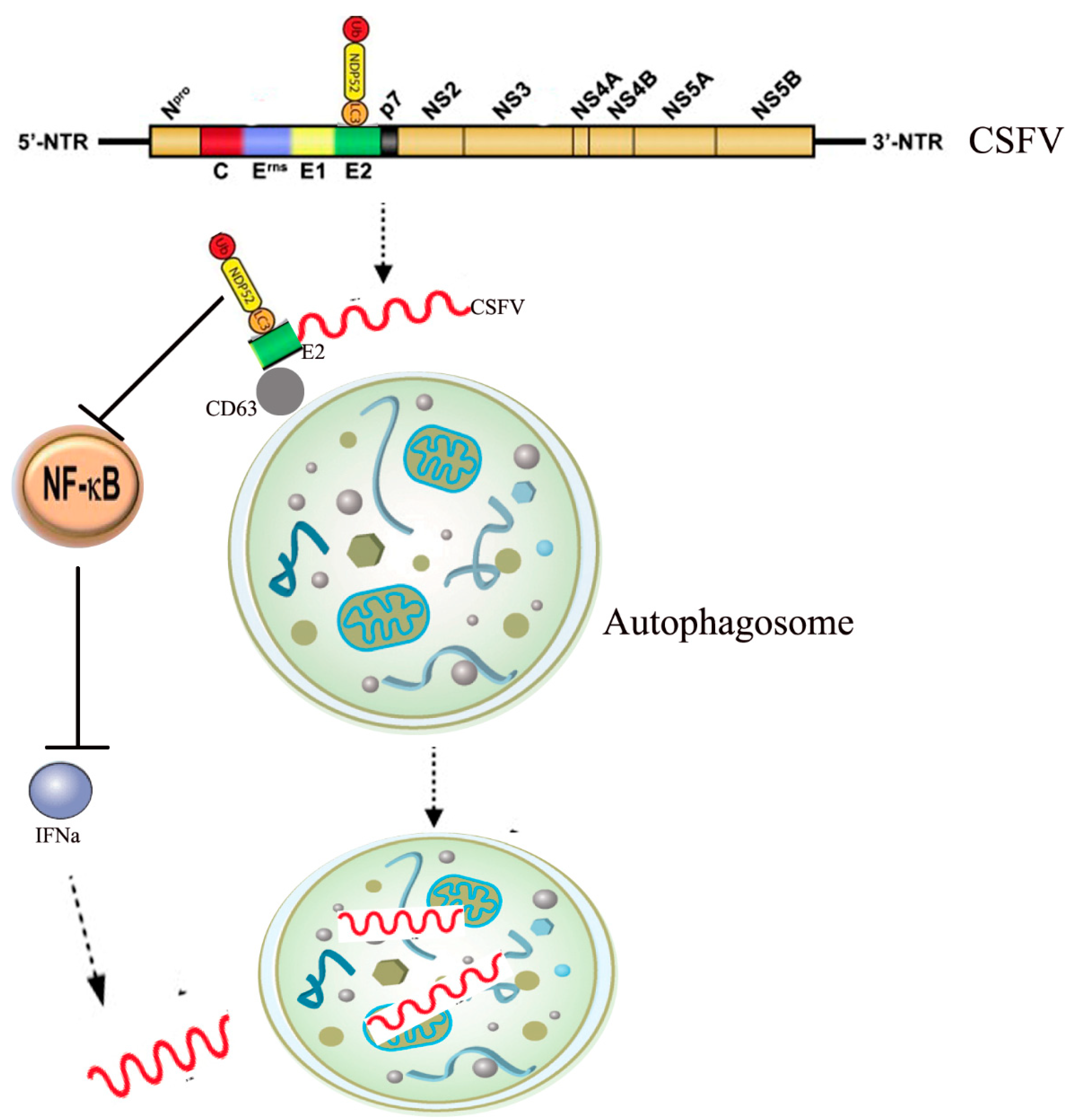 Ijms 21 02008 g004 Ijms 21 02008 g004