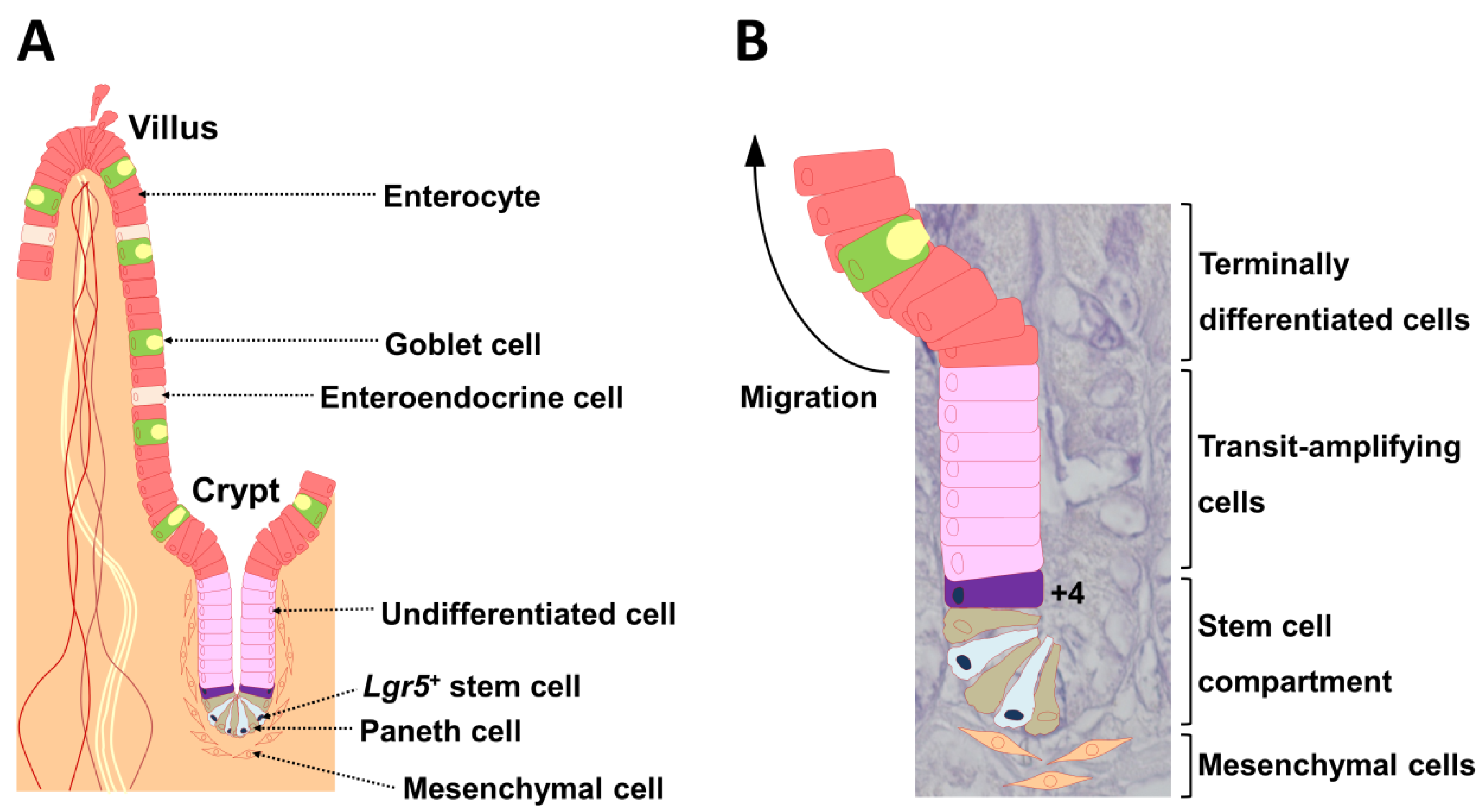 Ijms 21 02032 g001 Ijms 21 02032 g001