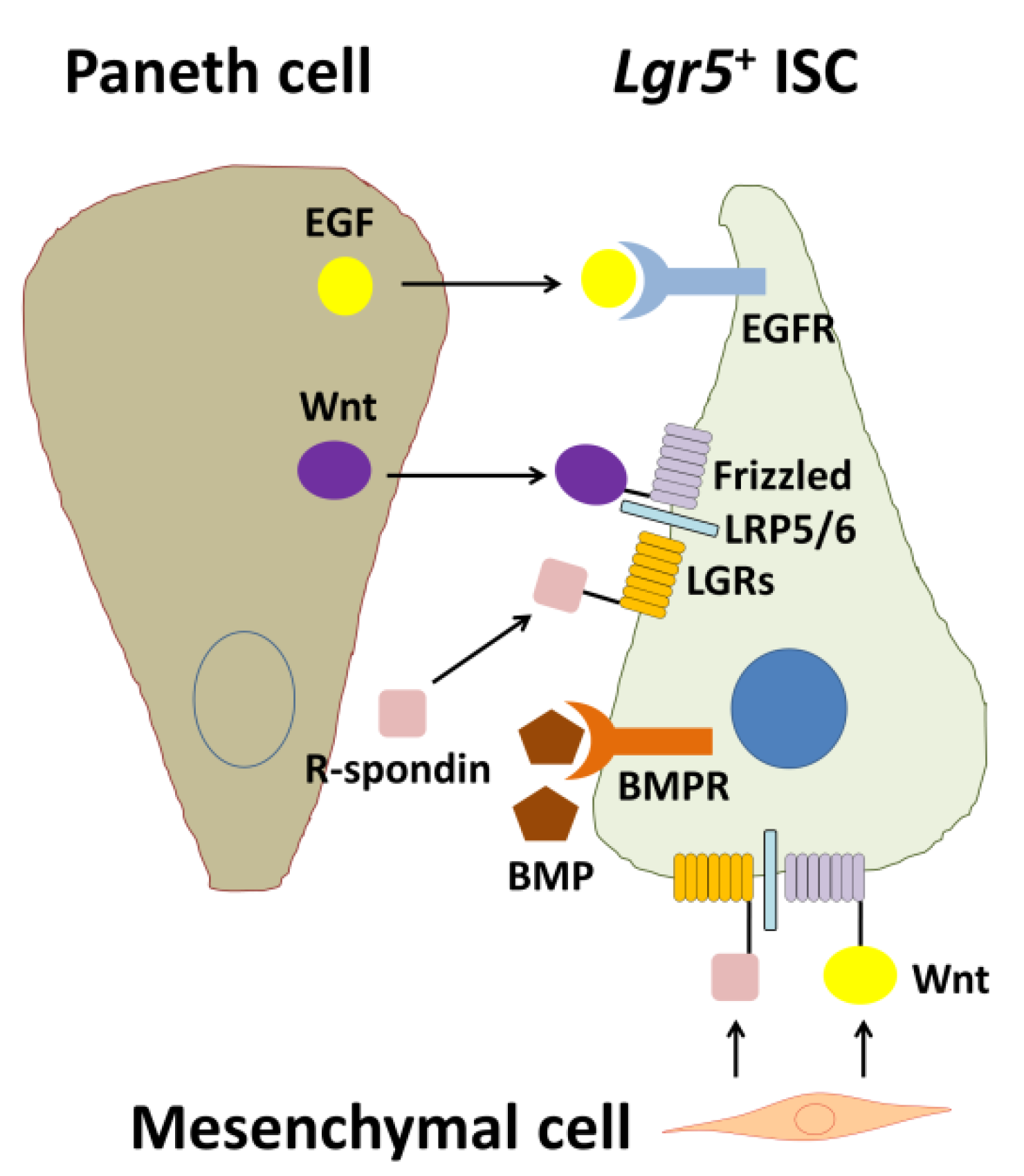 Ijms 21 02032 g002 Ijms 21 02032 g002