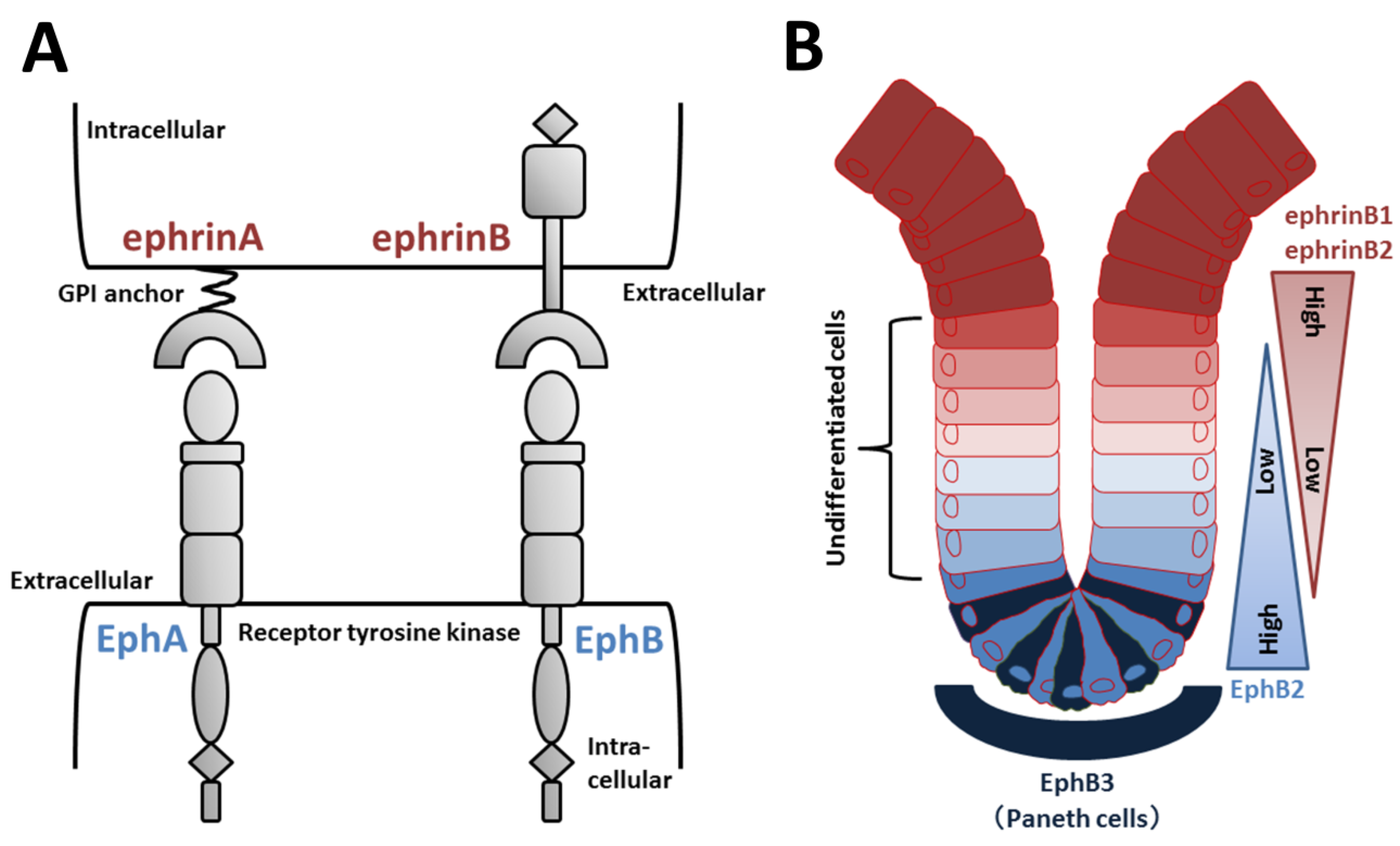 Ijms 21 02032 g004 Ijms 21 02032 g004