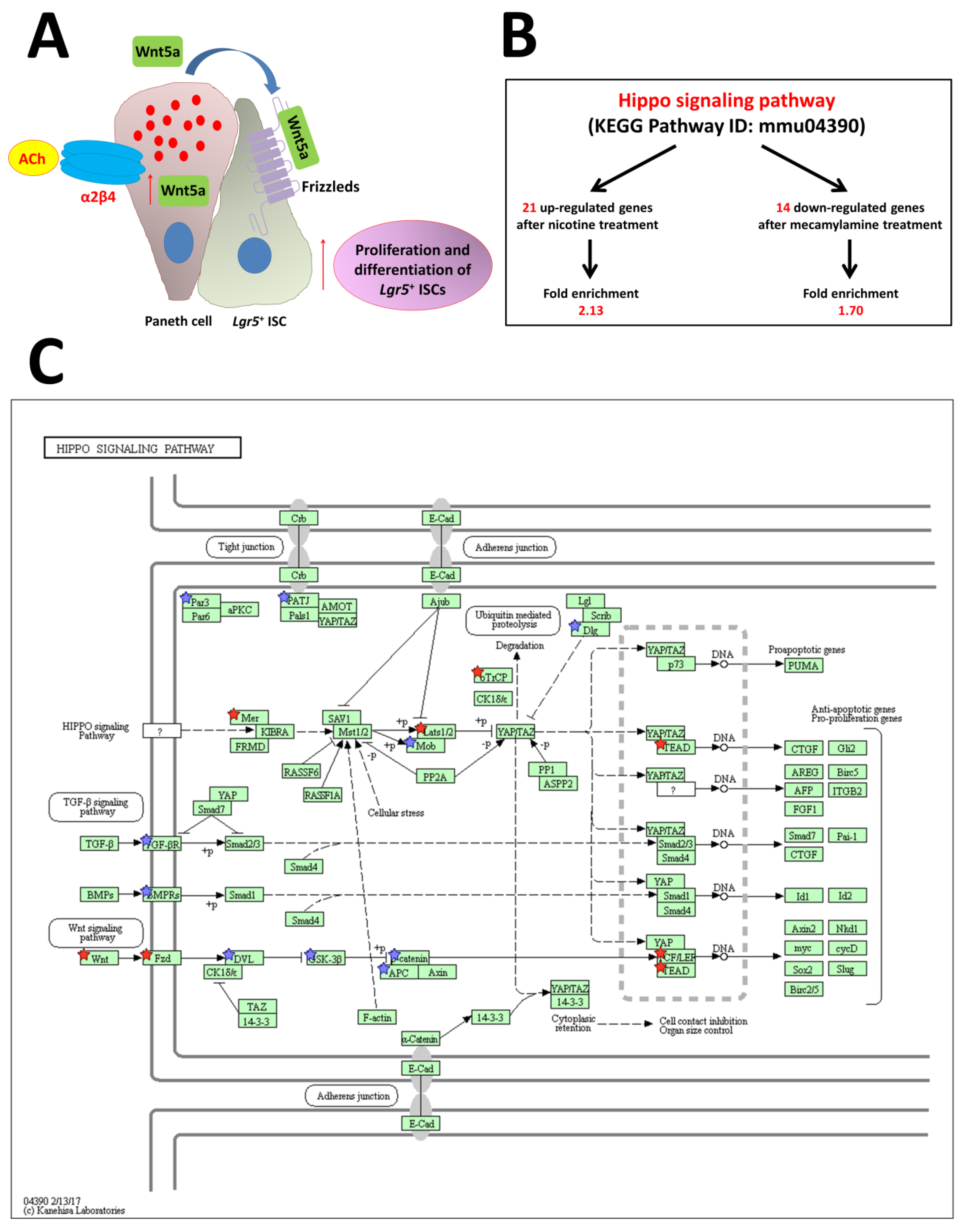 Ijms 21 02032 g005 Ijms 21 02032 g005