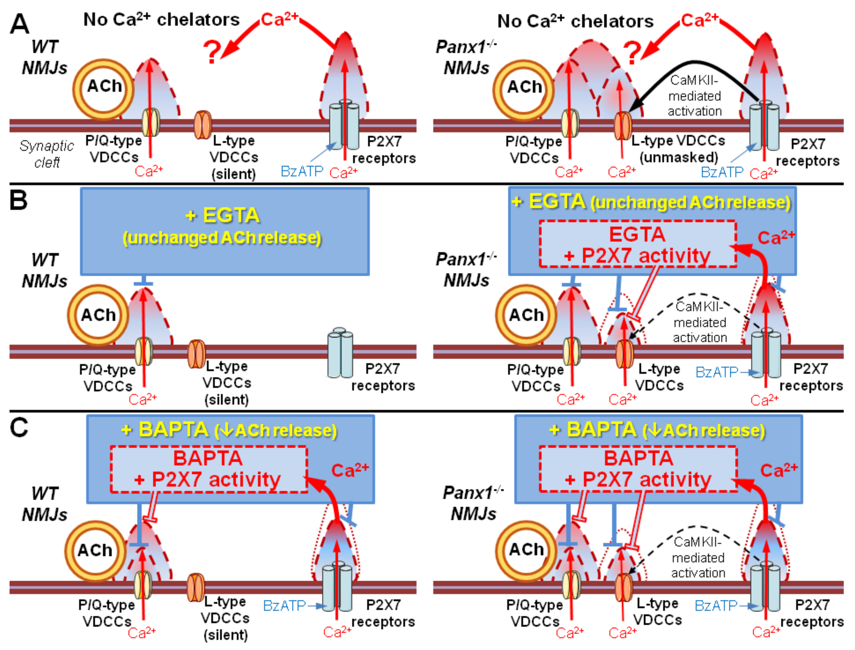 Ijms 21 02034 g007 Ijms 21 02034 g007