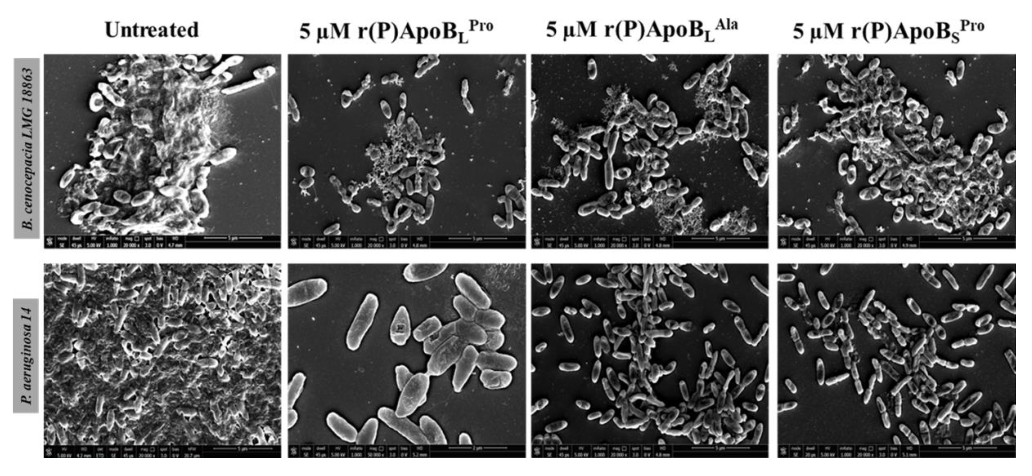 Ijms 21 02049 g005 Ijms 21 02049 g005