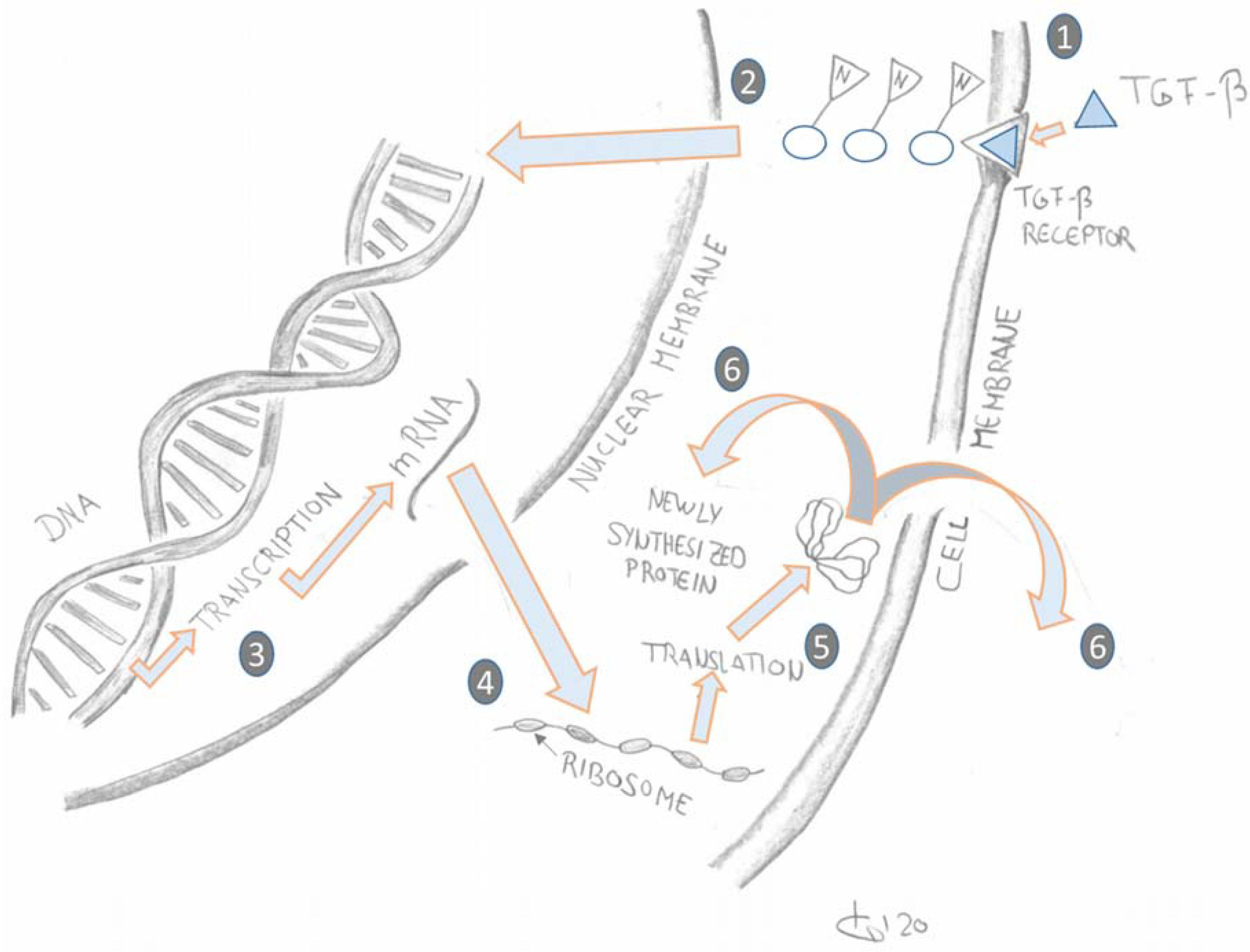 Ijms 21 02055 g003 Ijms 21 02055 g003