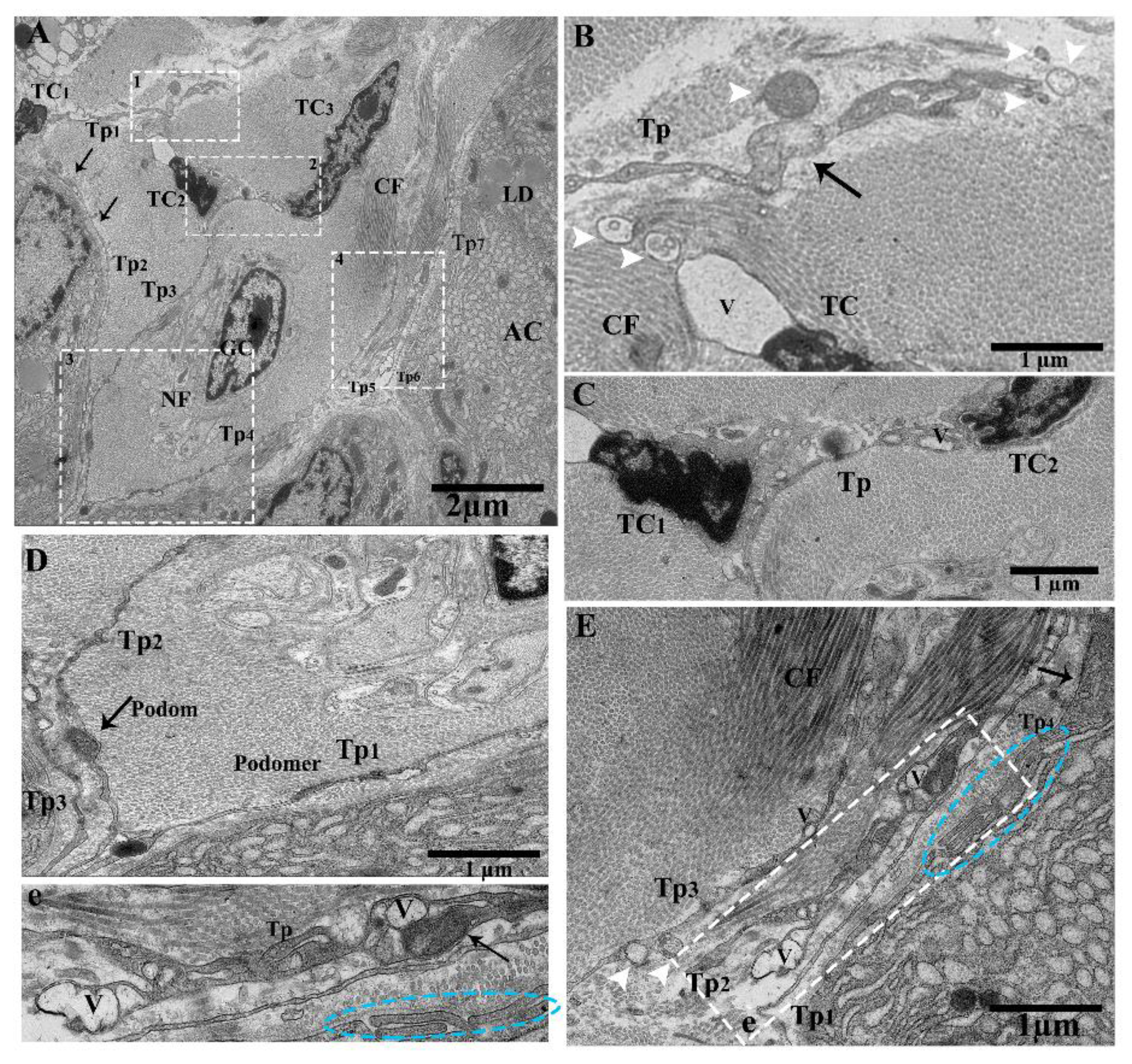 Ijms 21 02057 g001 Ijms 21 02057 g001