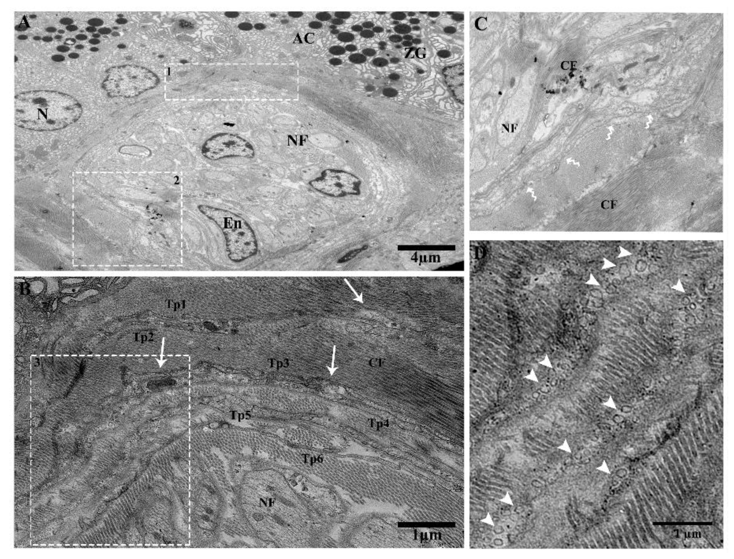 Ijms 21 02057 g007 Ijms 21 02057 g007