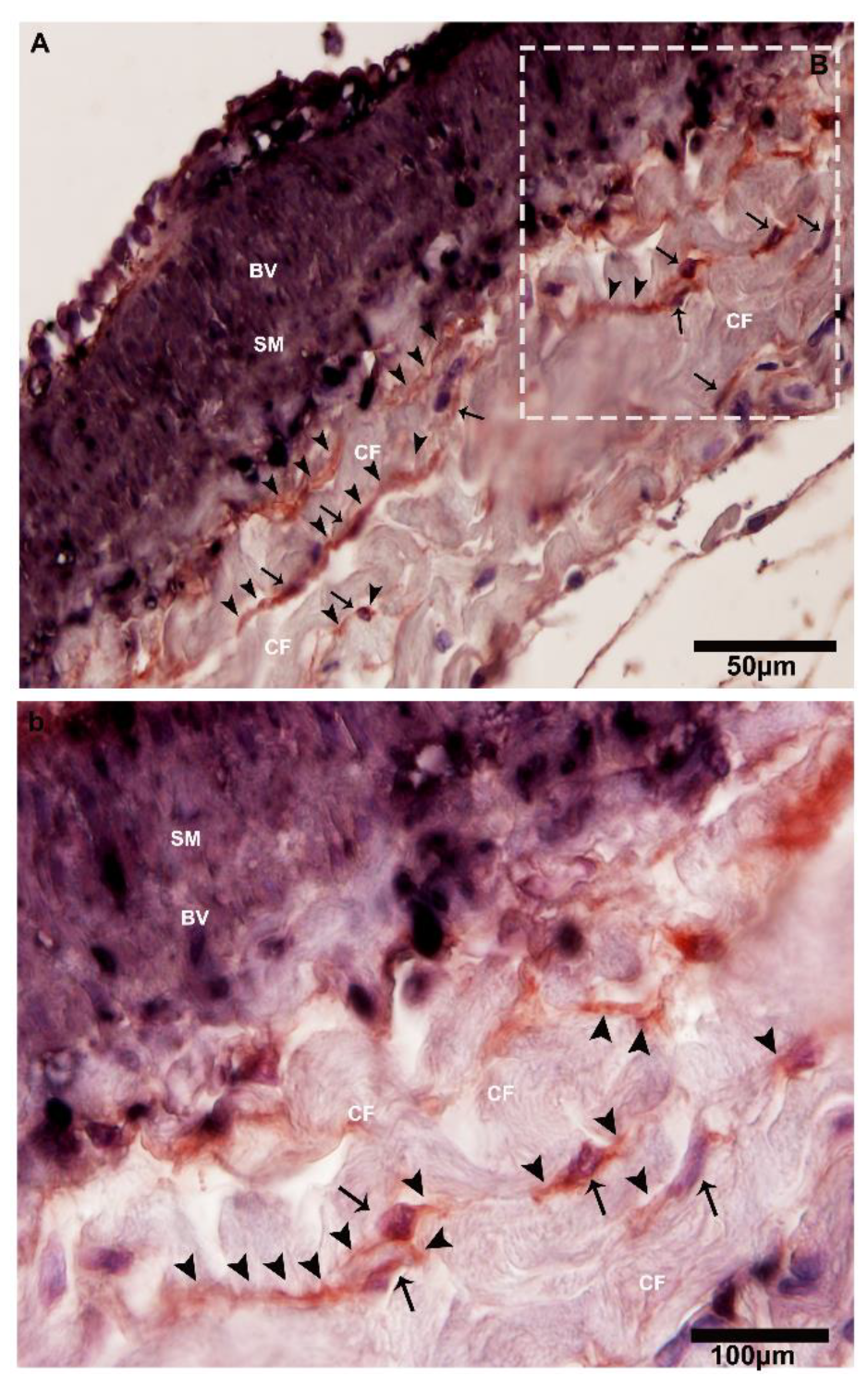 Ijms 21 02057 g009 Ijms 21 02057 g009