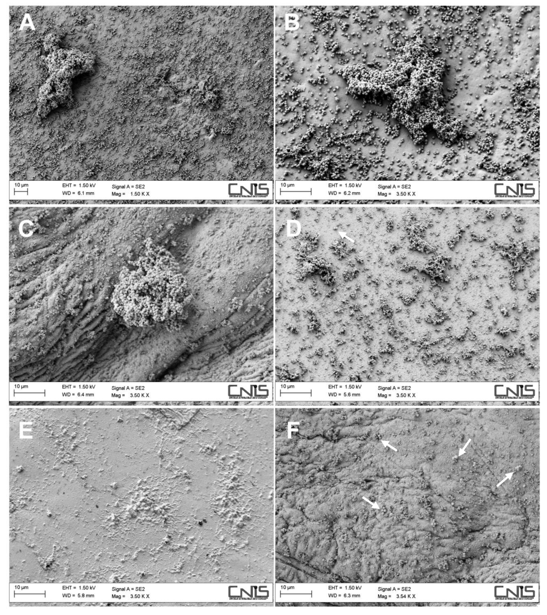 Ijms 21 02070 g007 Ijms 21 02070 g007