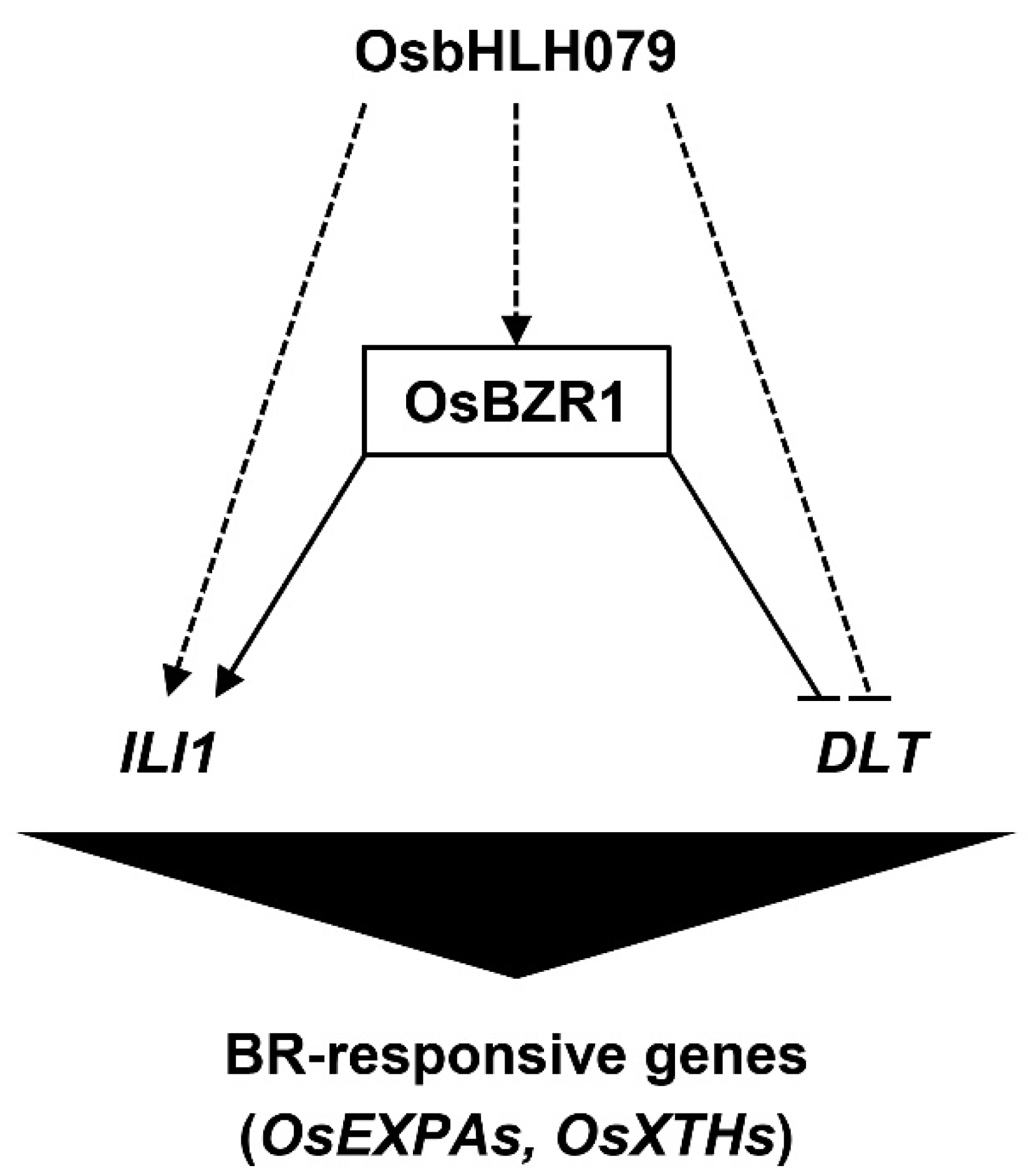 Ijms 21 02090 g008 Ijms 21 02090 g008
