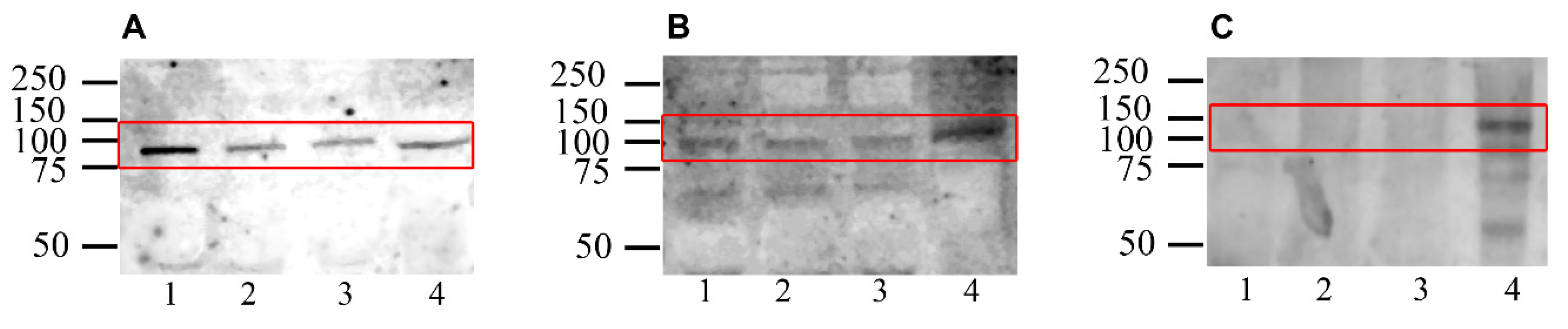 Ijms 21 02093 g001 Ijms 21 02093 g001