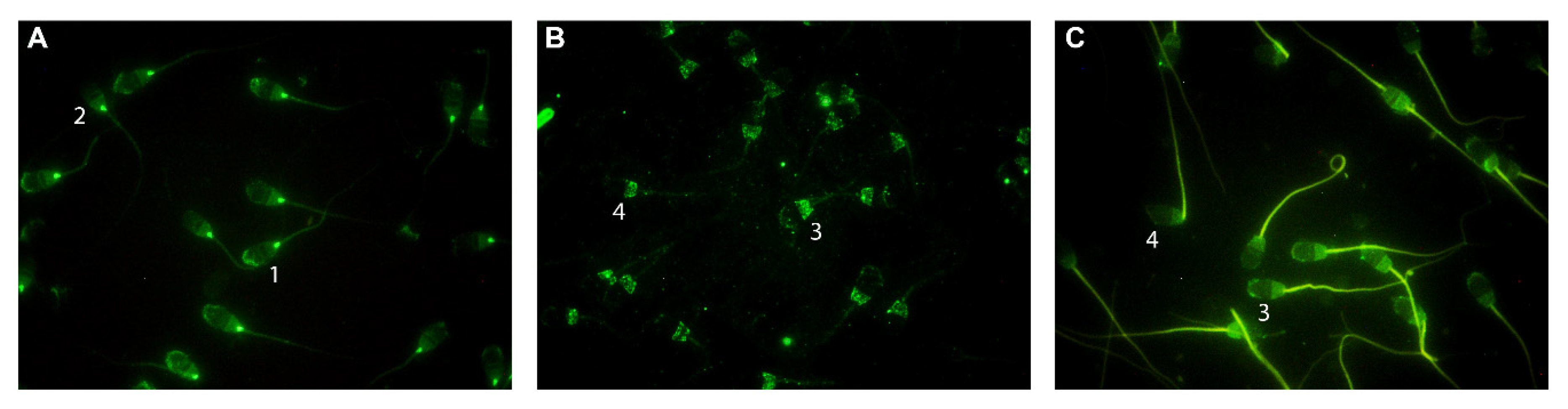 Ijms 21 02093 g002 Ijms 21 02093 g002