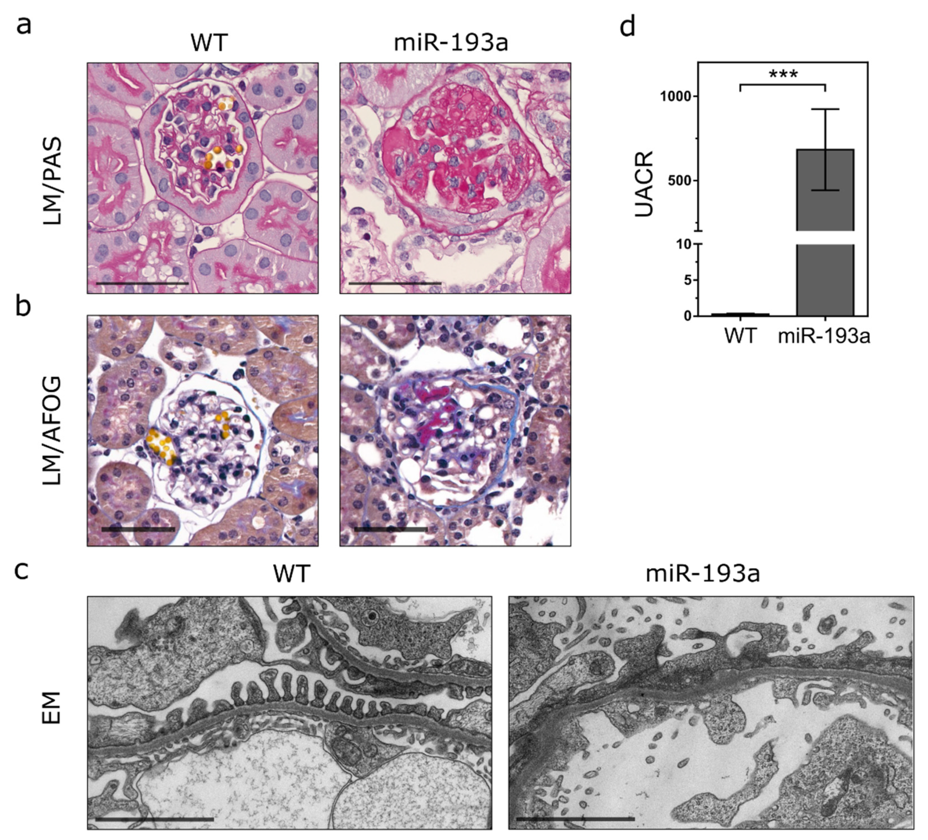 Ijms 21 02095 g001 Ijms 21 02095 g001