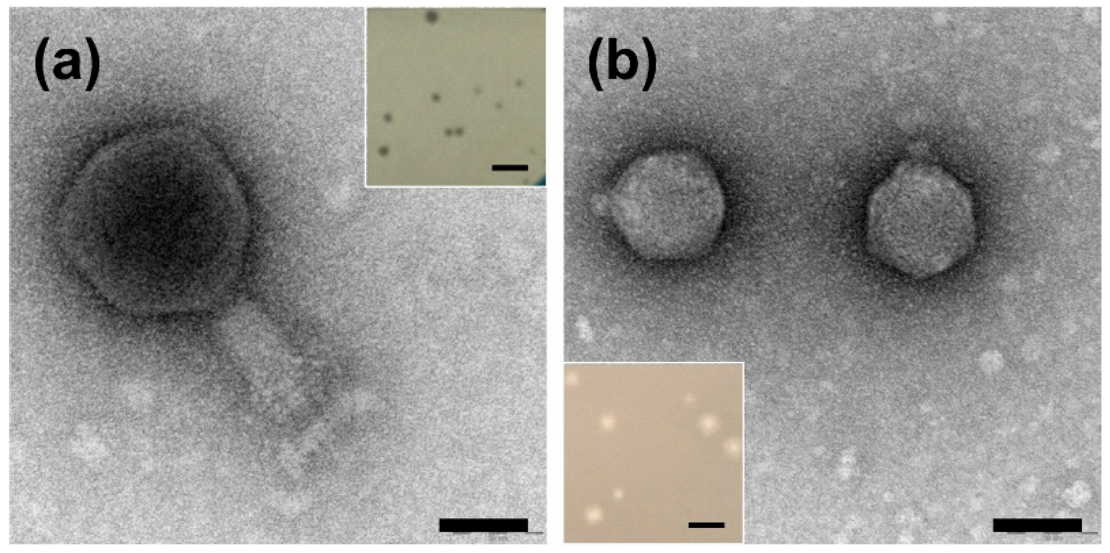 Ijms 21 02096 g001 Ijms 21 02096 g001