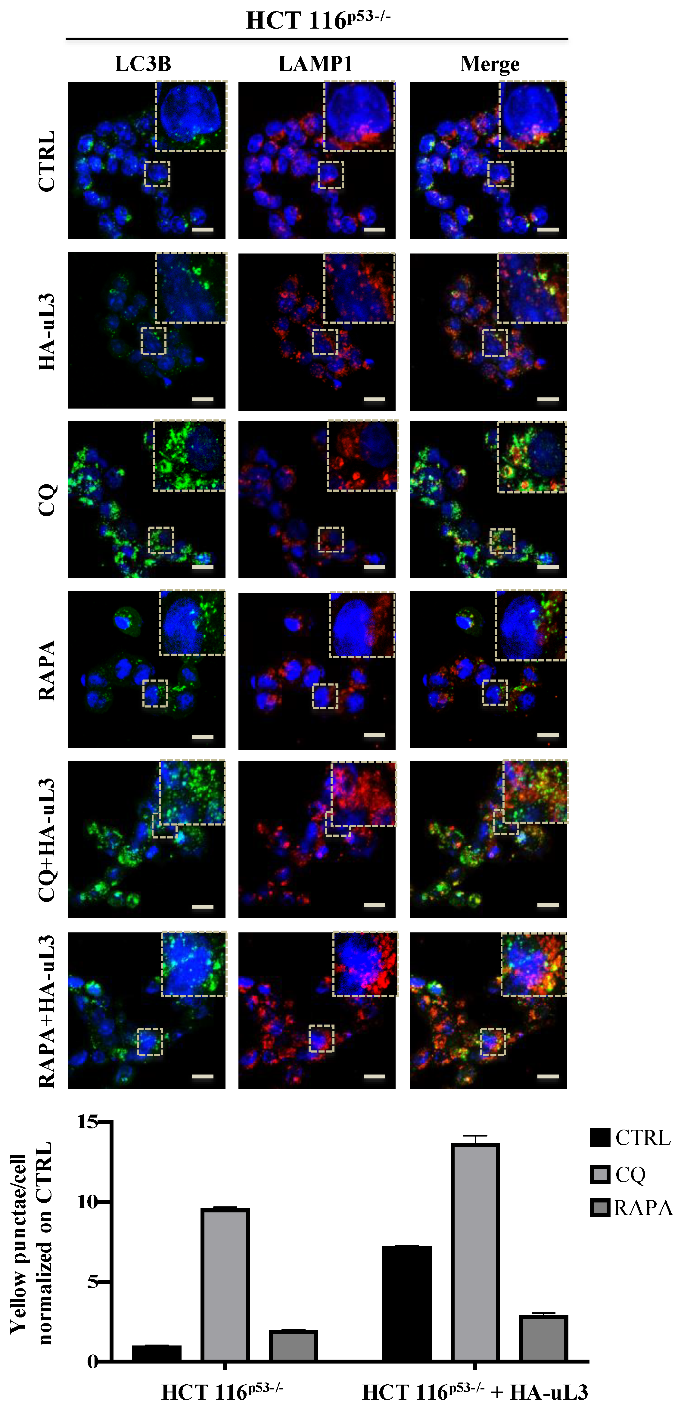 Ijms 21 02143 g004 Ijms 21 02143 g004