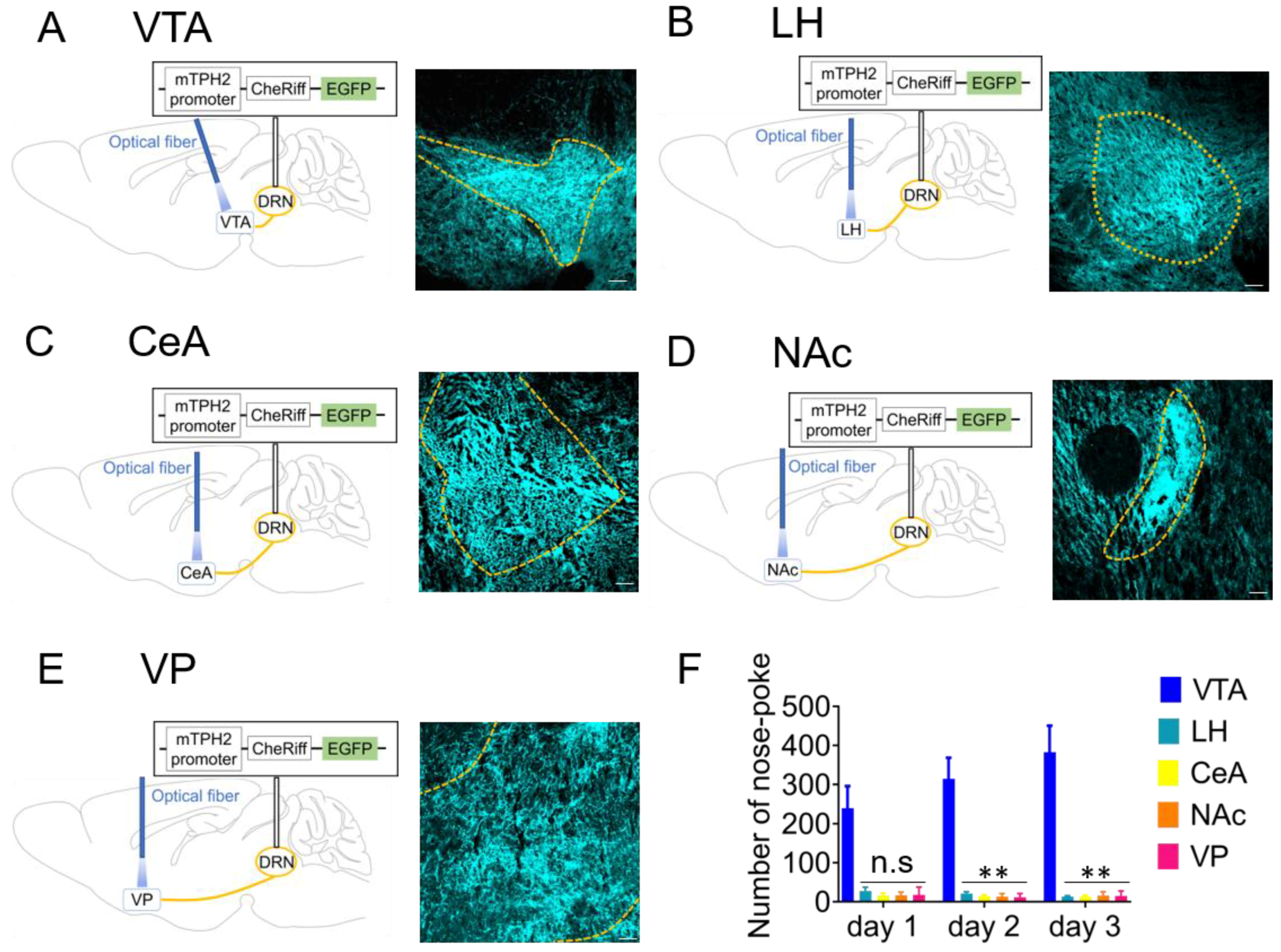 Ijms 21 02160 g002 Ijms 21 02160 g002