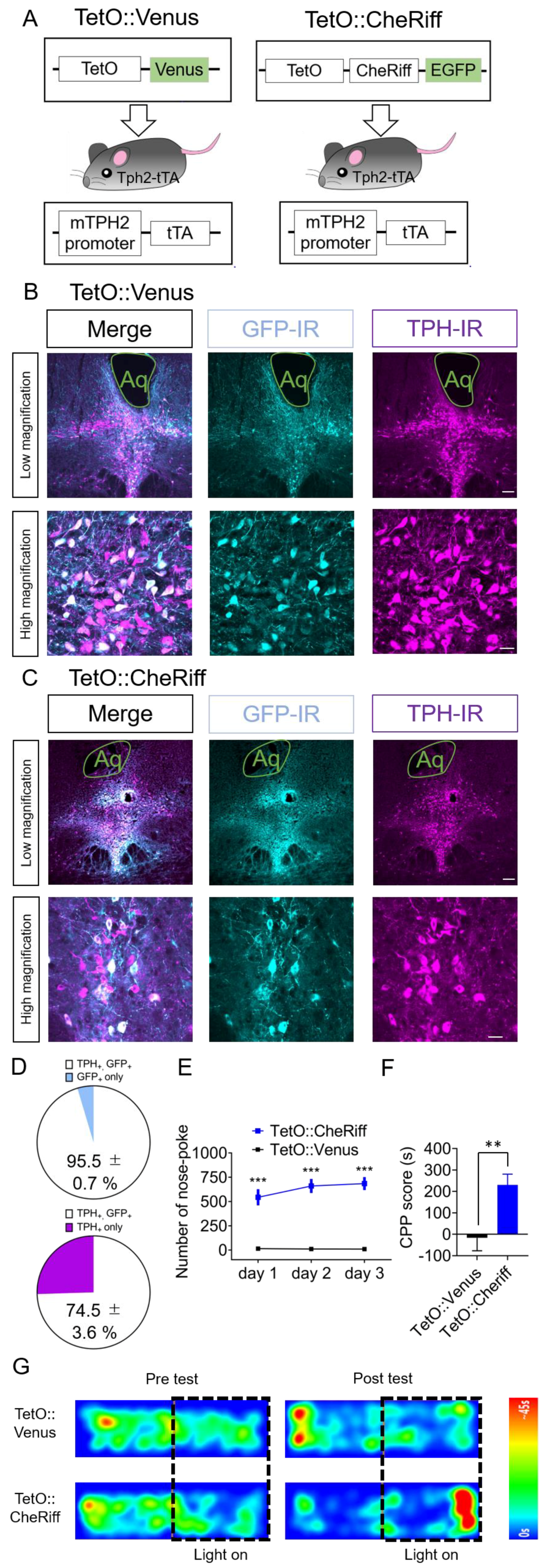 Ijms 21 02160 g003 Ijms 21 02160 g003