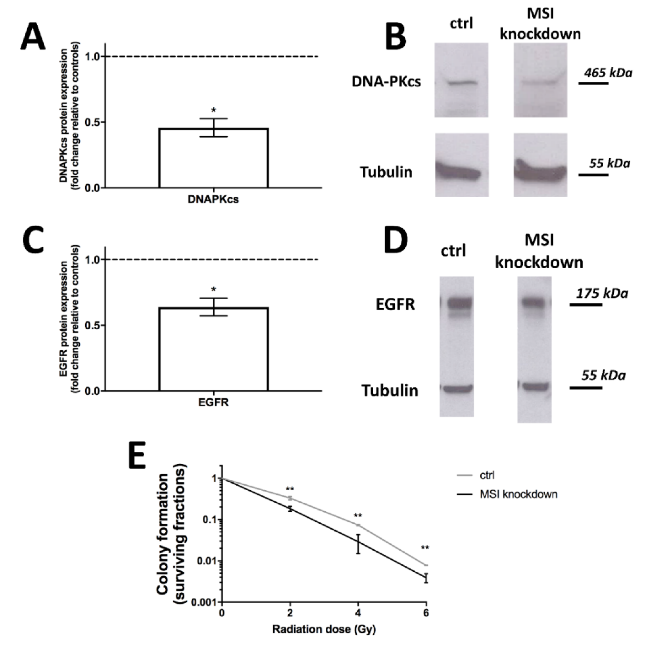 Ijms 21 02169 g004 Ijms 21 02169 g004